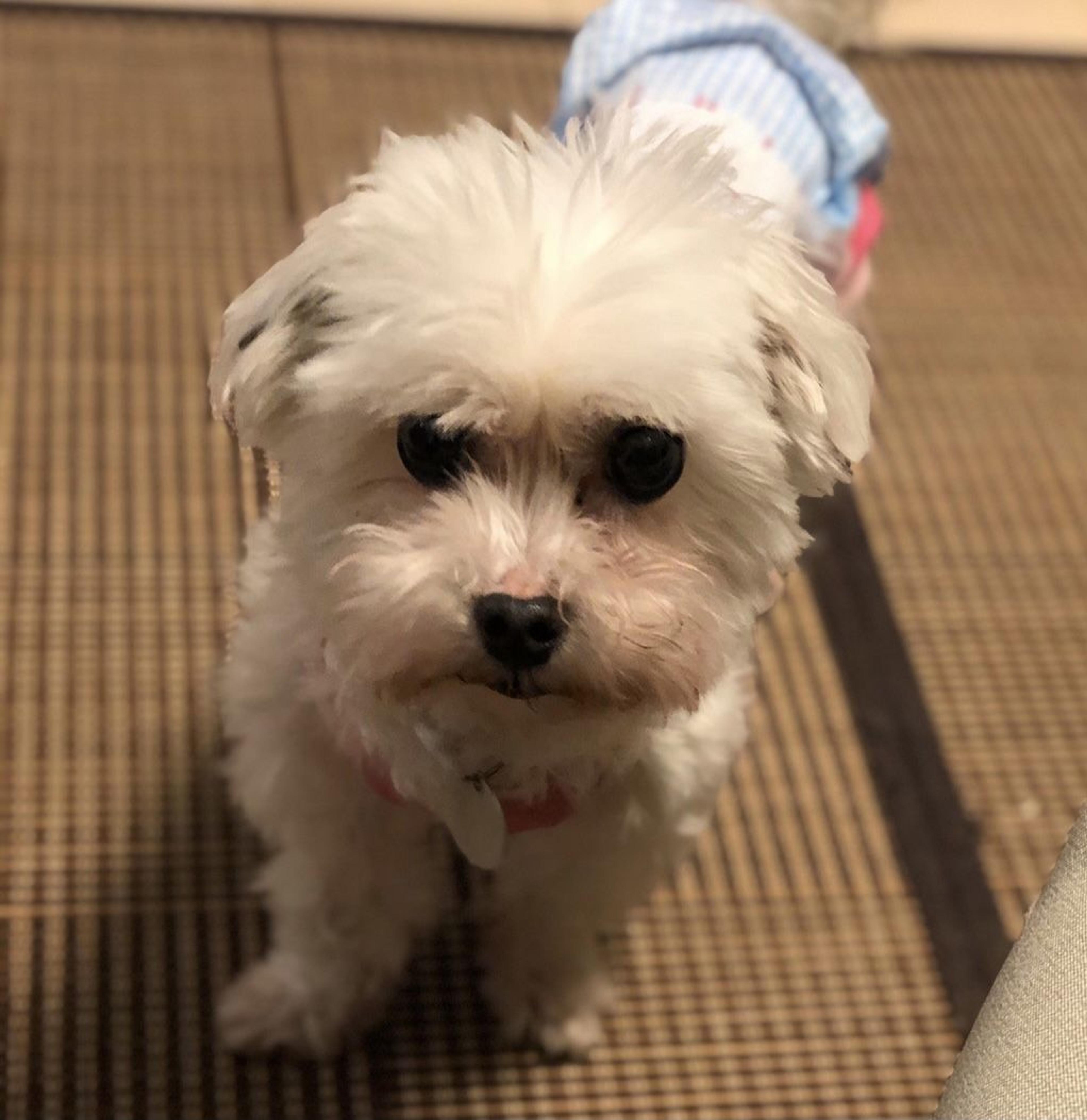 pet-image-2