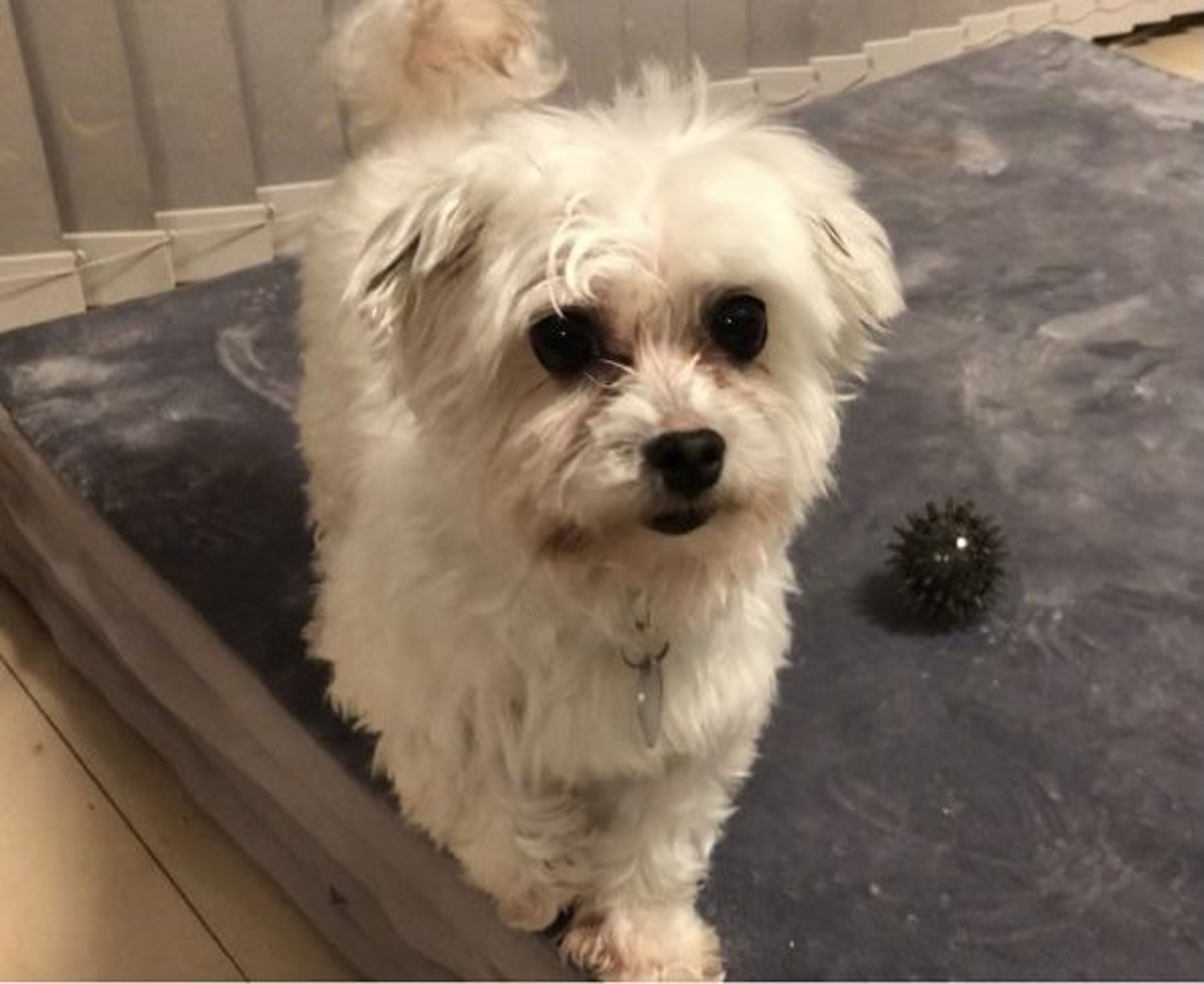 pet-image-4