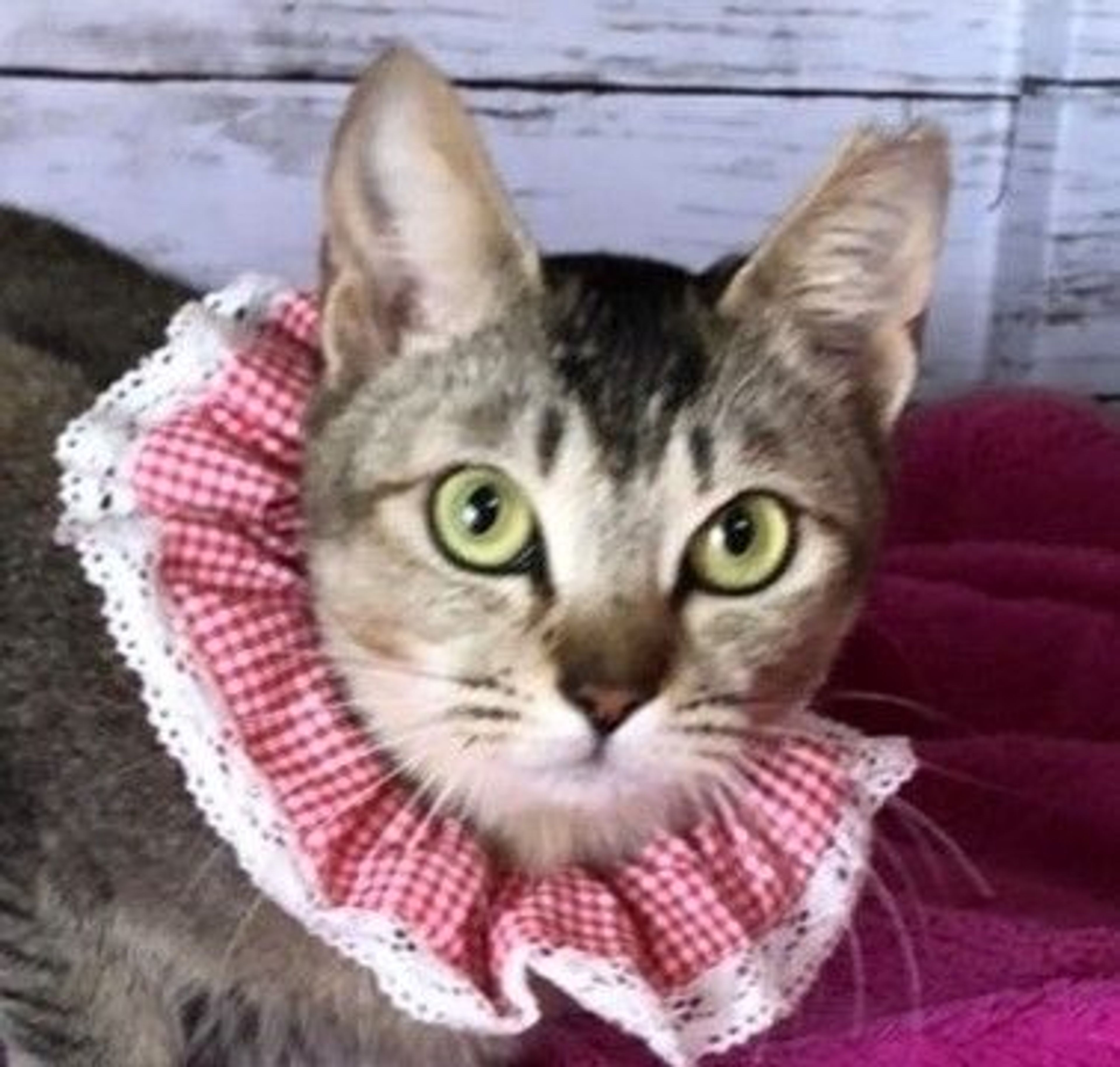 雑種（ミックス猫）・オスの里親募集の写真