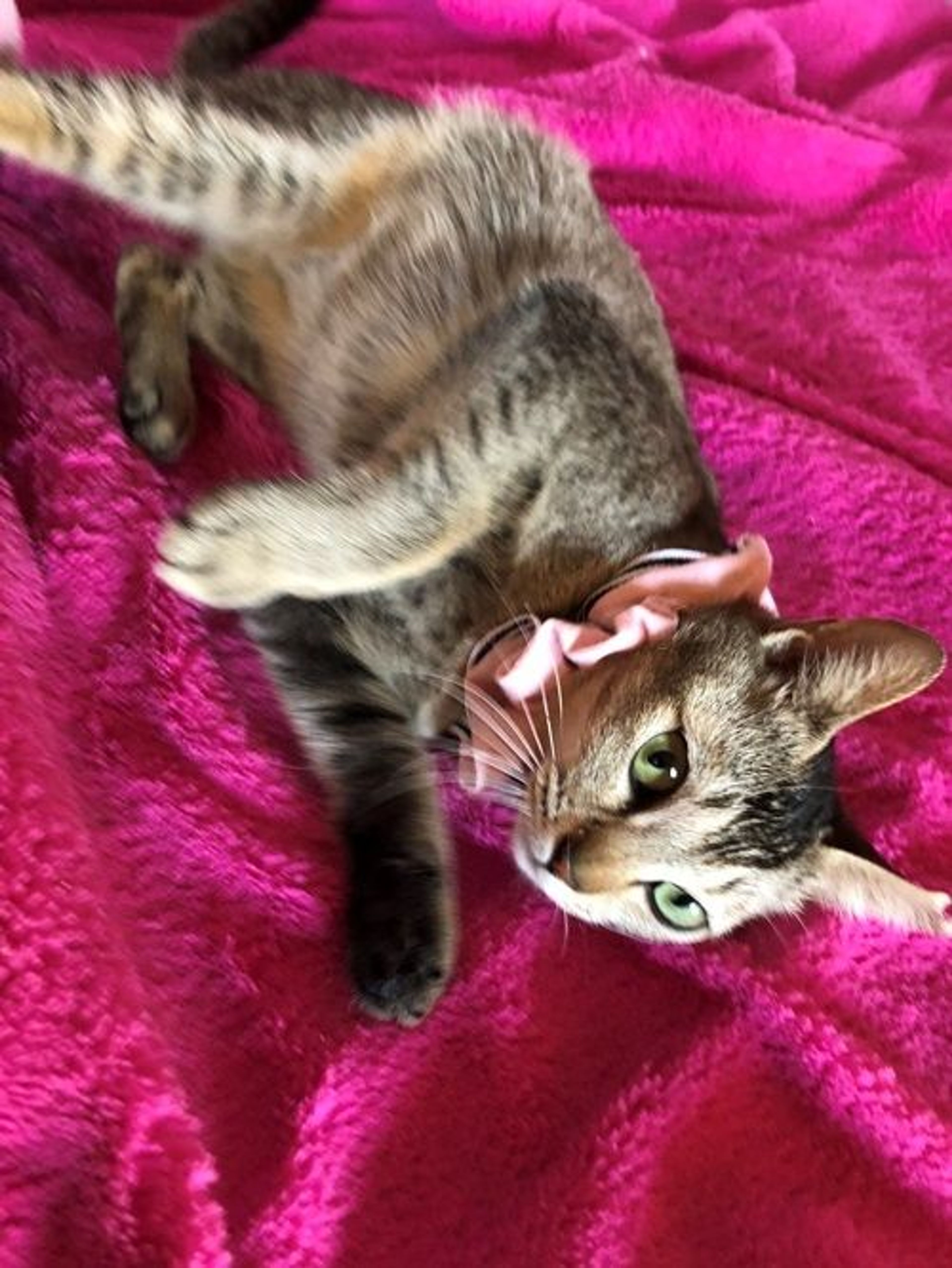 pet-image-4