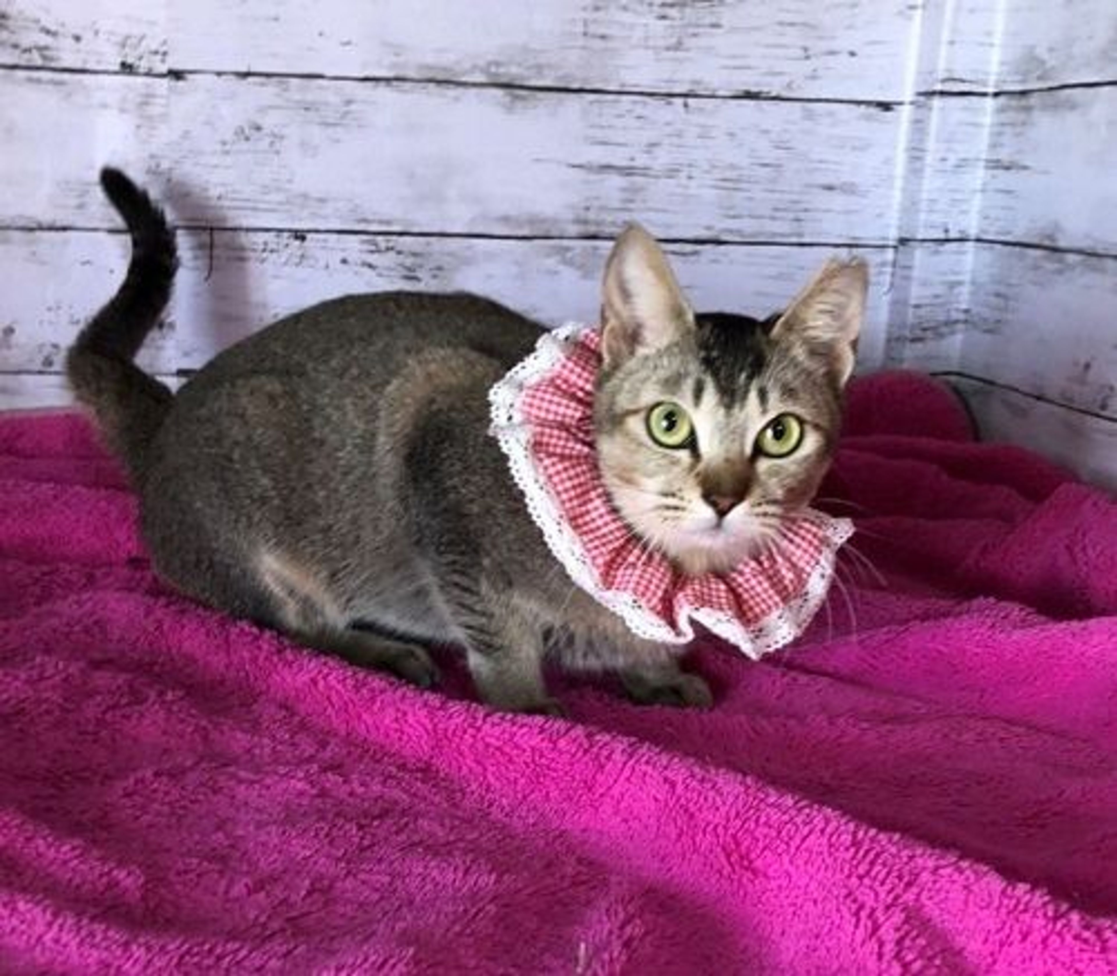 pet-image-5