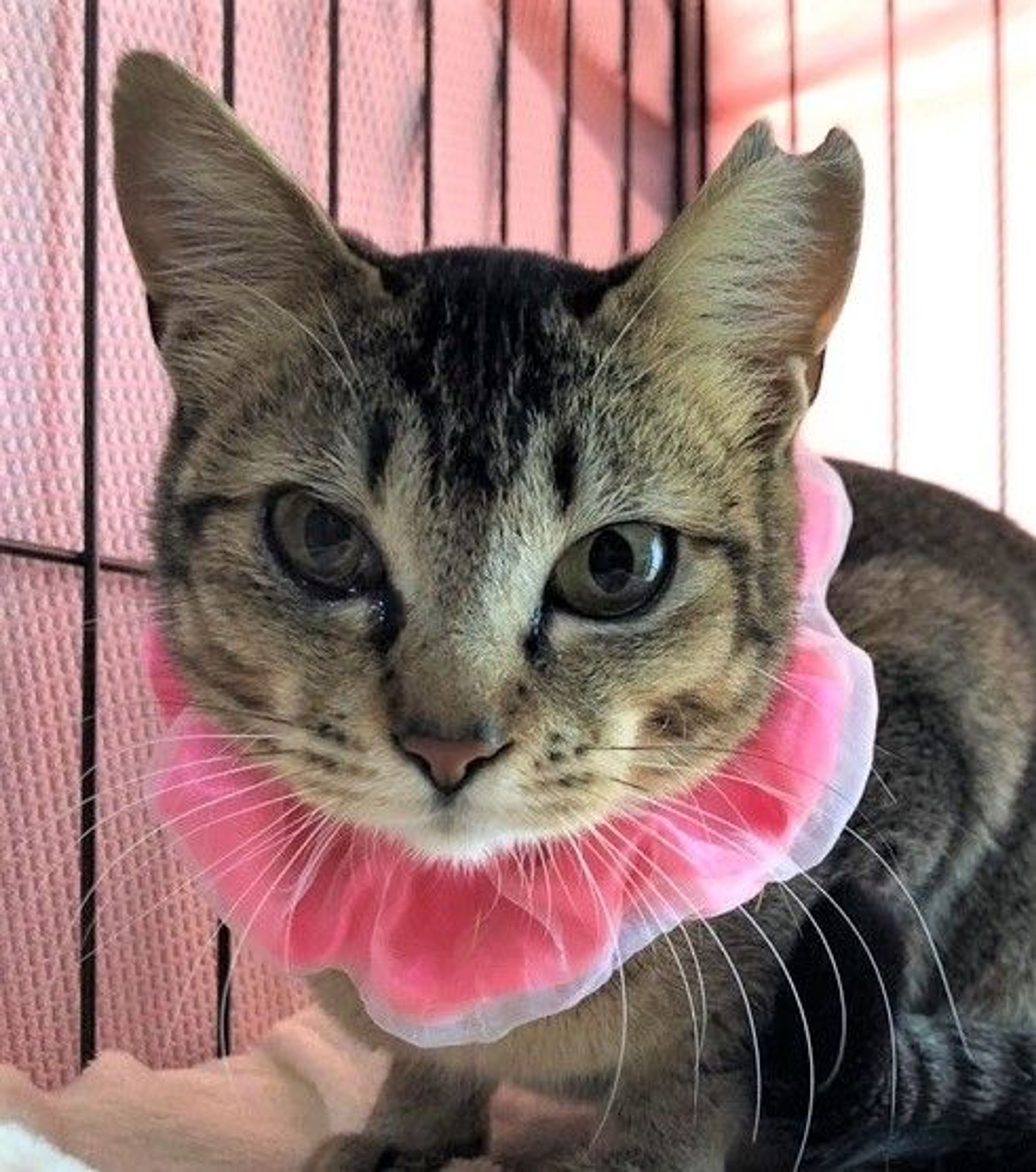雑種（ミックス猫）・メスの里親募集の写真
