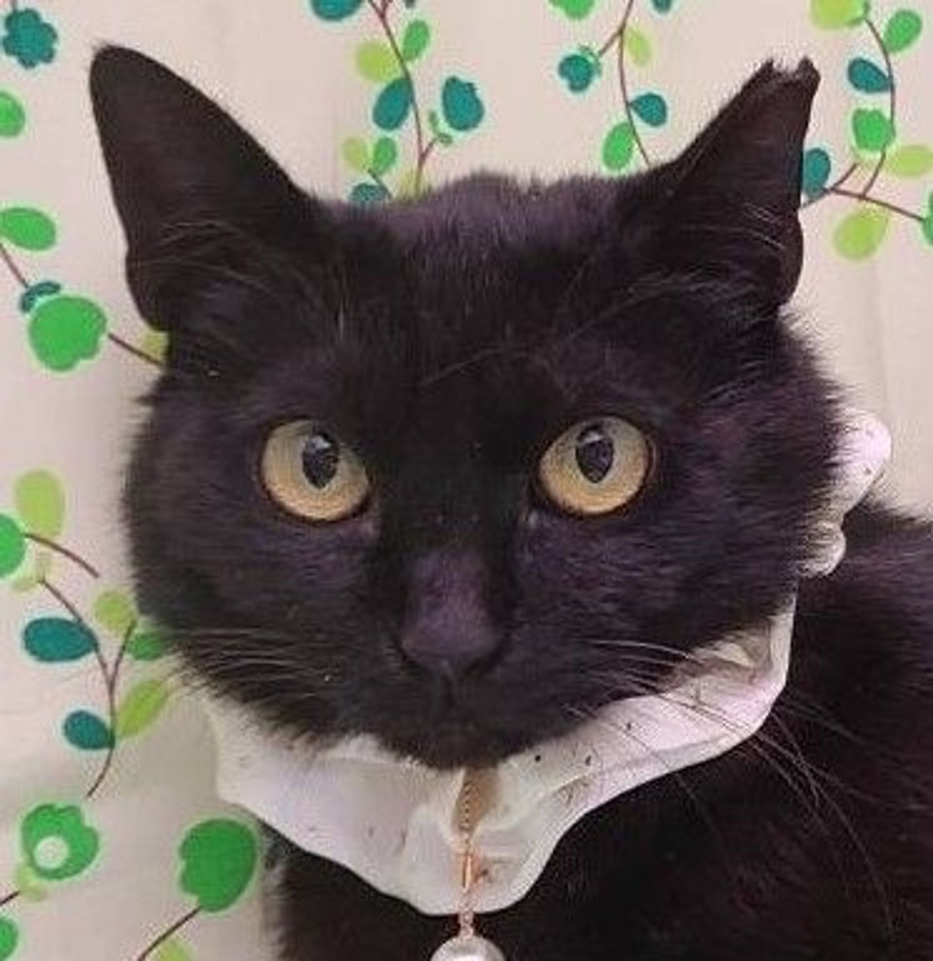 雑種（ミックス猫）・メスの里親募集の写真