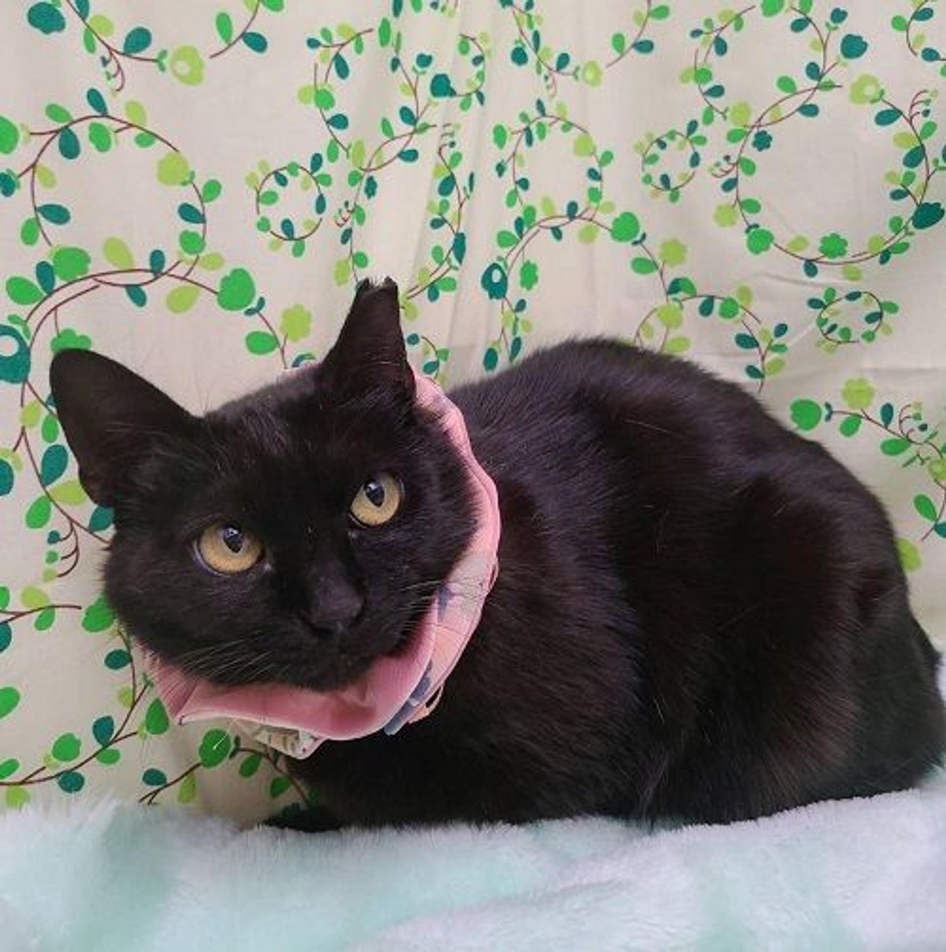 pet-image-2