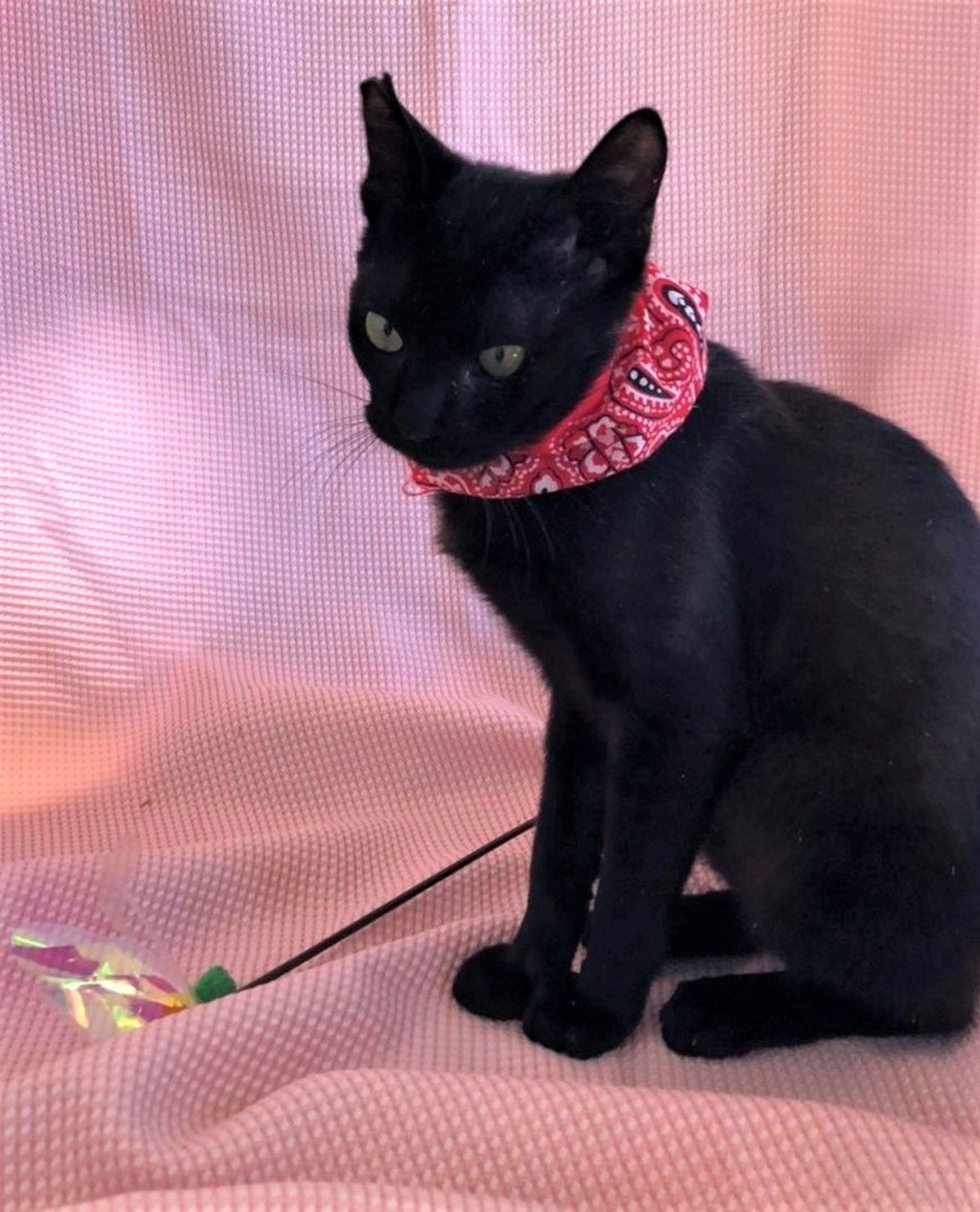pet-image-2