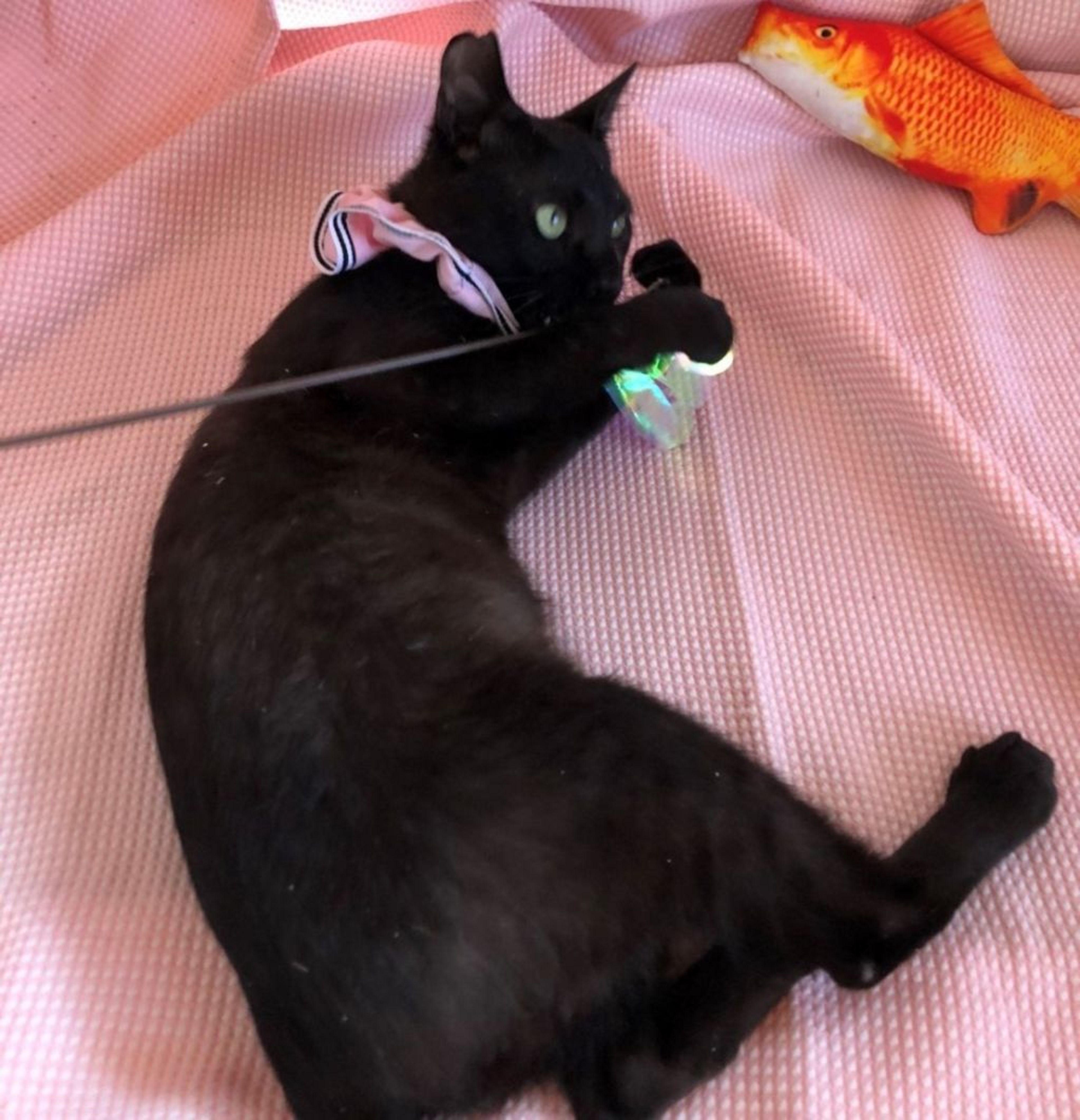 pet-image-3