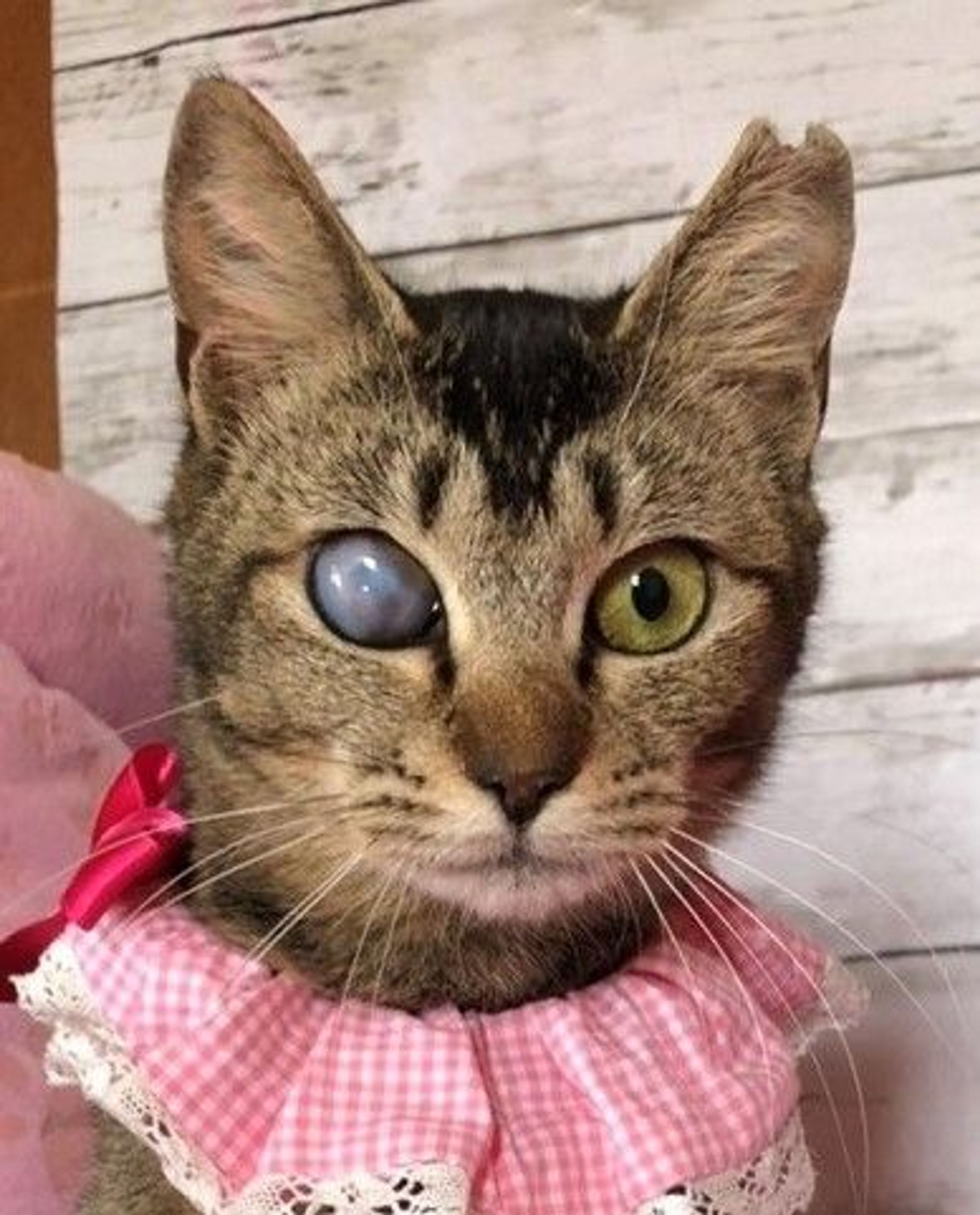雑種（ミックス猫）・メスの里親募集の写真