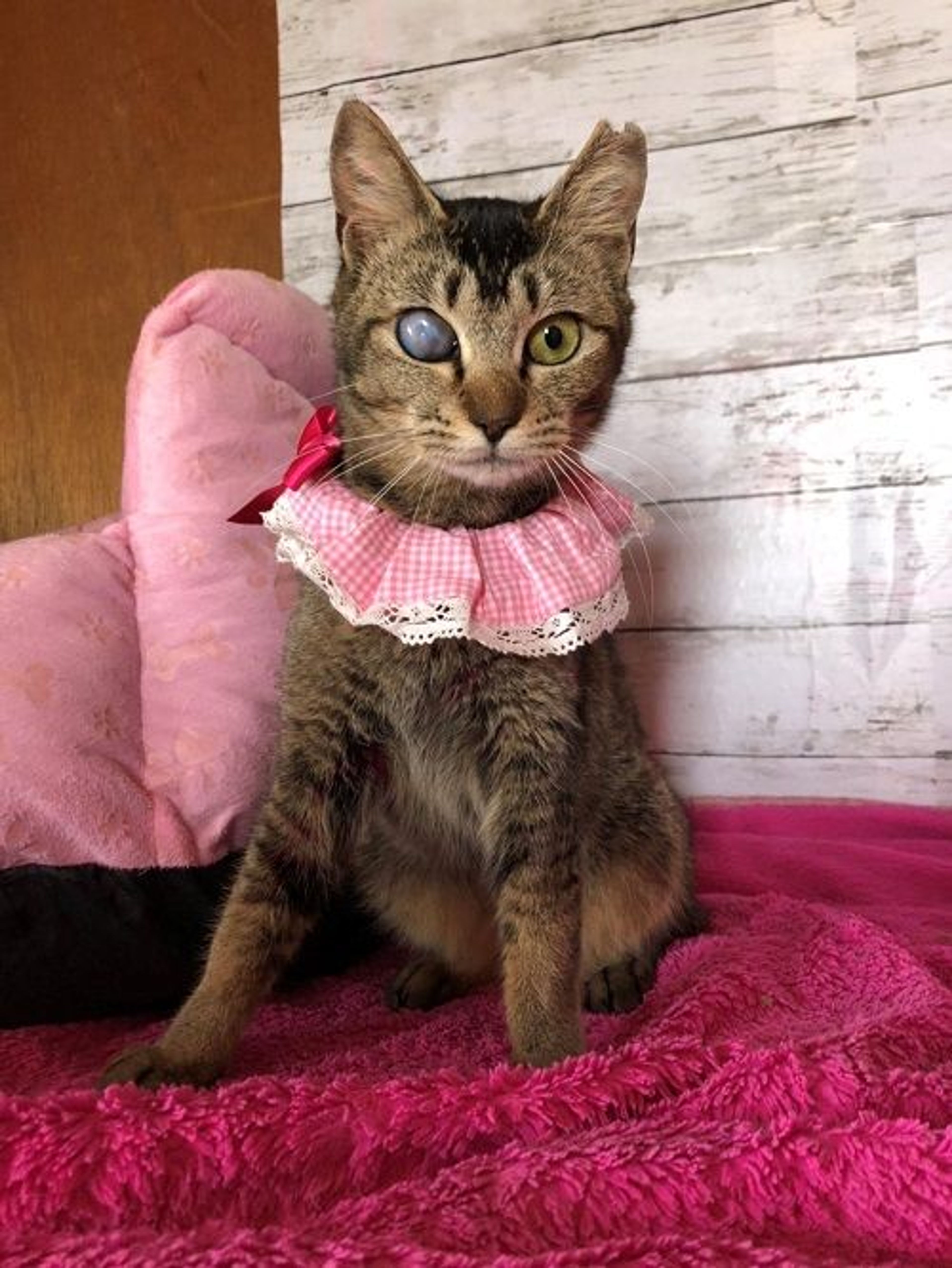 pet-image-5