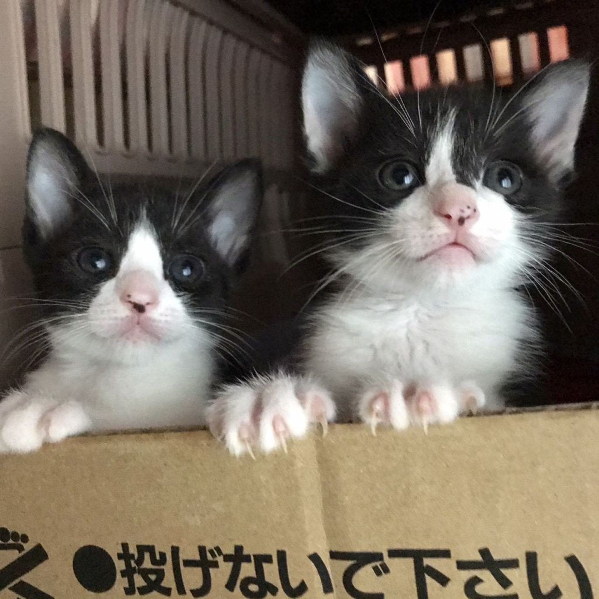 雑種（ミックス猫）・オスの里親募集の写真