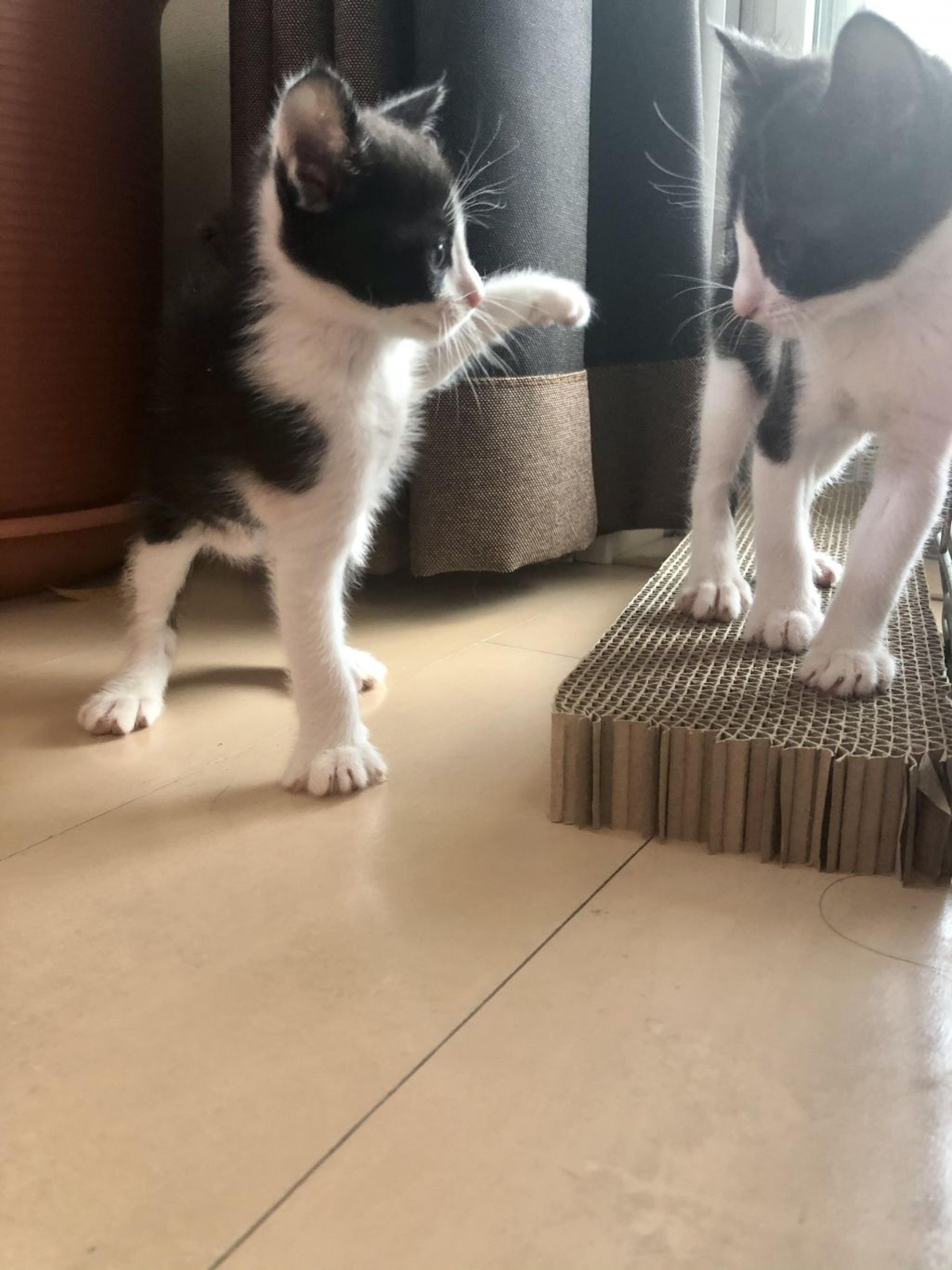 pet-image-2