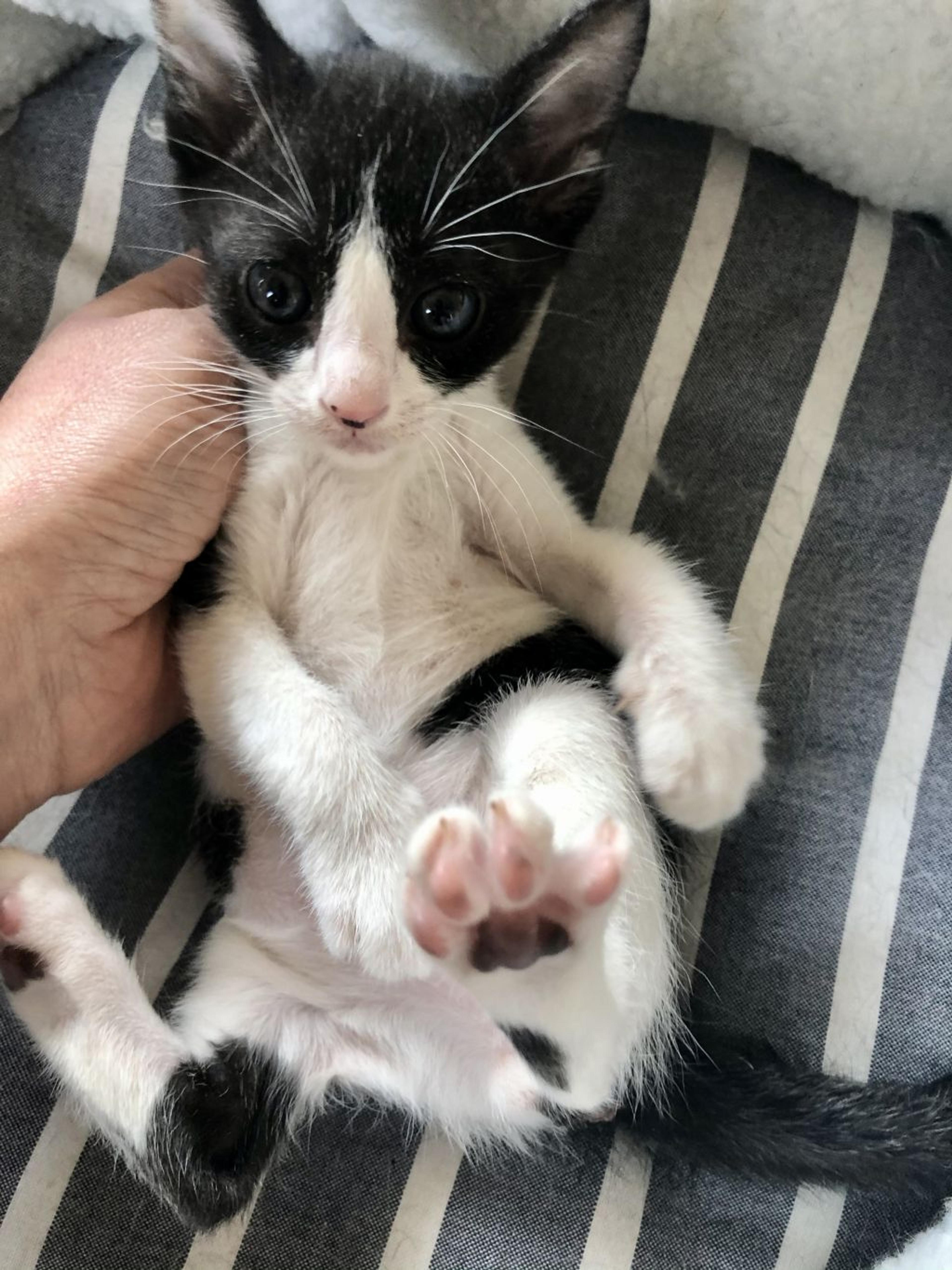pet-image-5