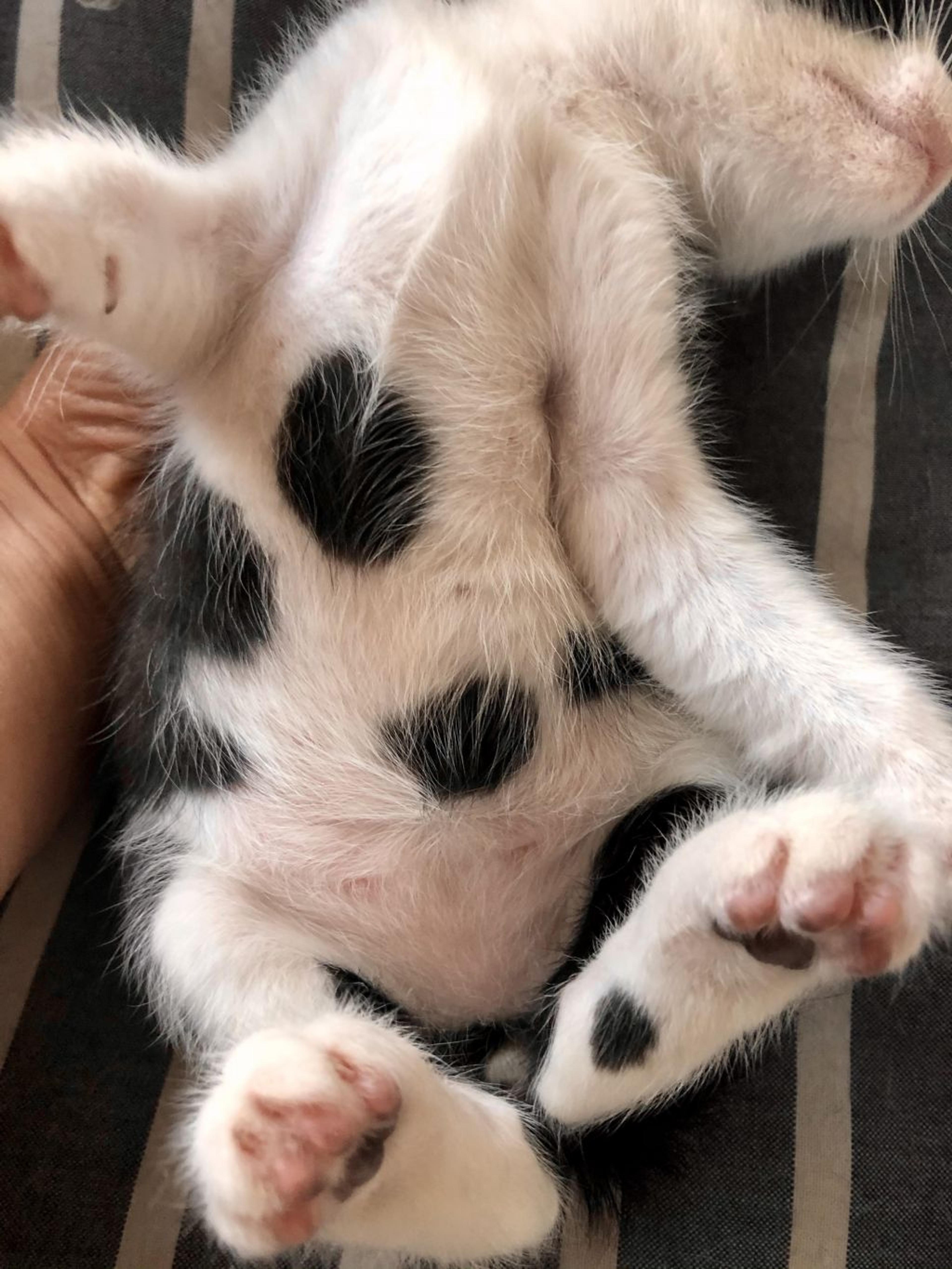 pet-image-6