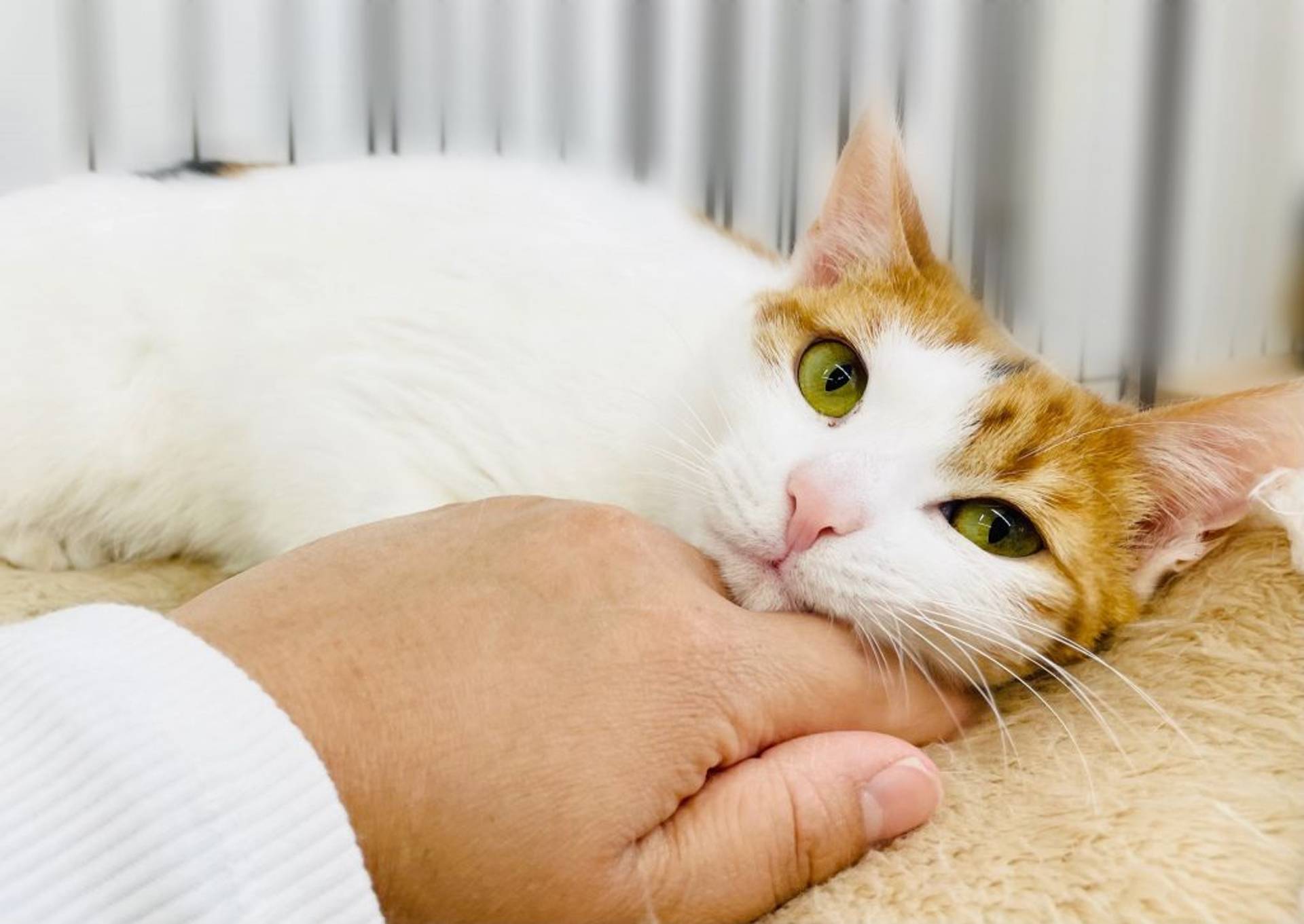 雑種（ミックス猫）・メスの里親募集の写真