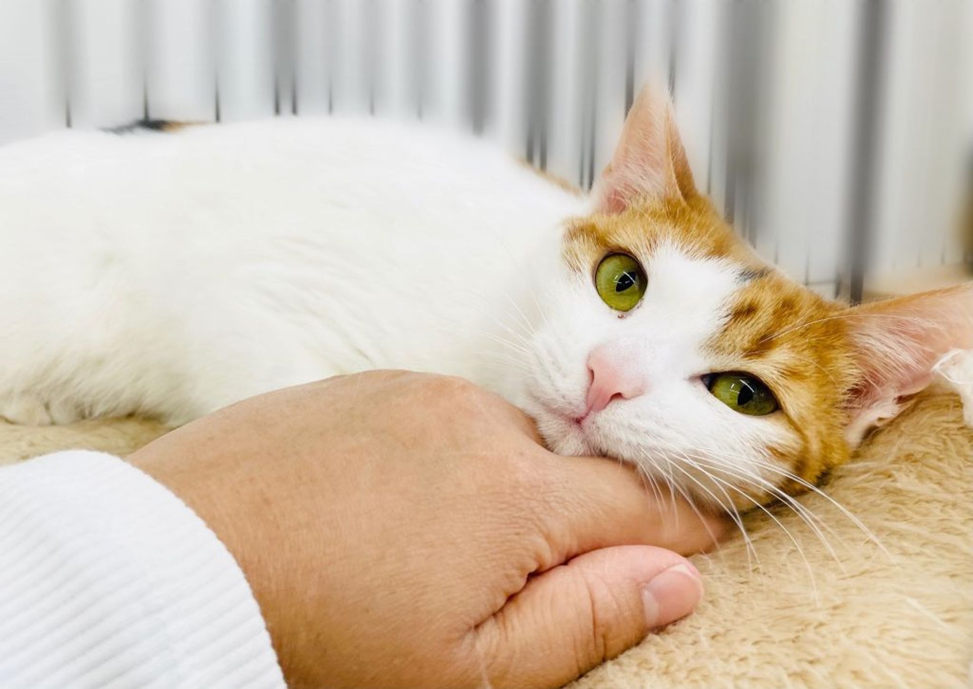 雑種（ミックス猫）・メスの里親募集の写真