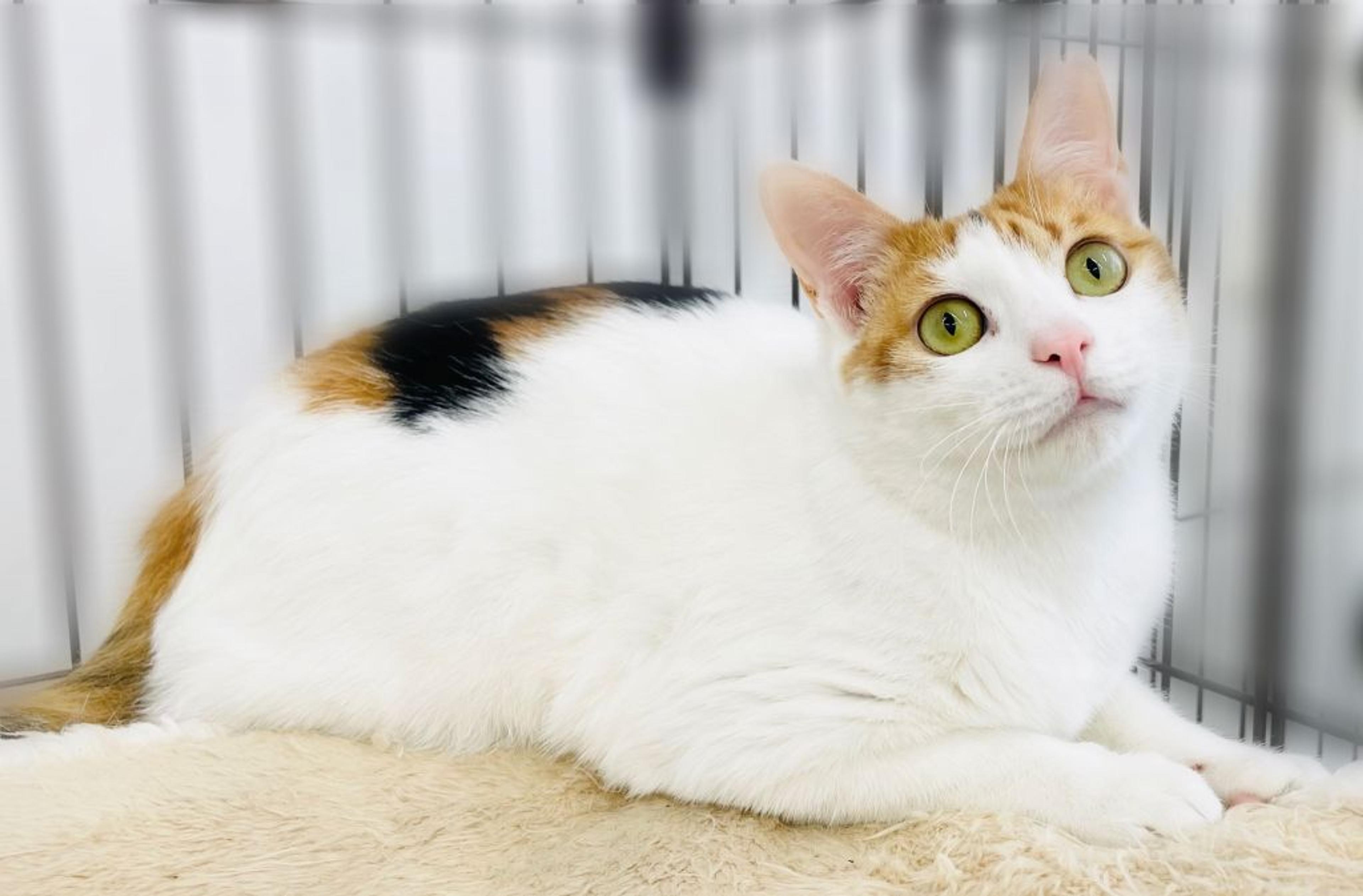 pet-image-3