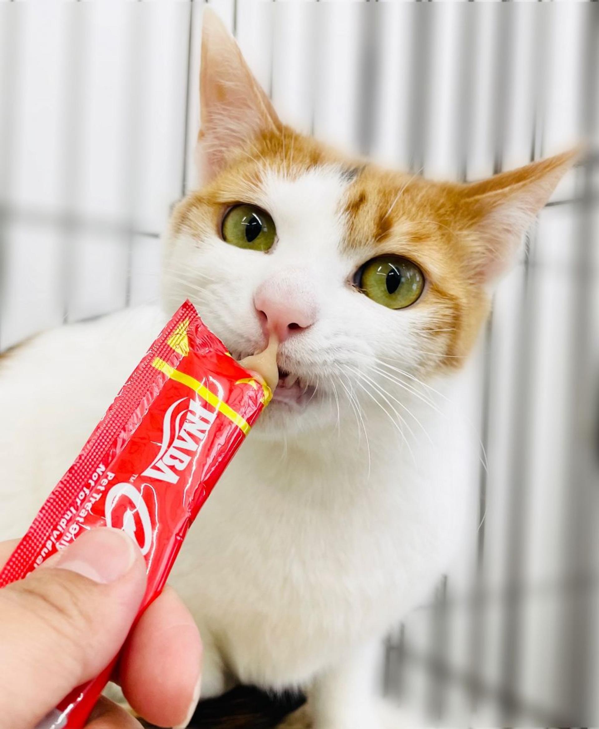 pet-image-5