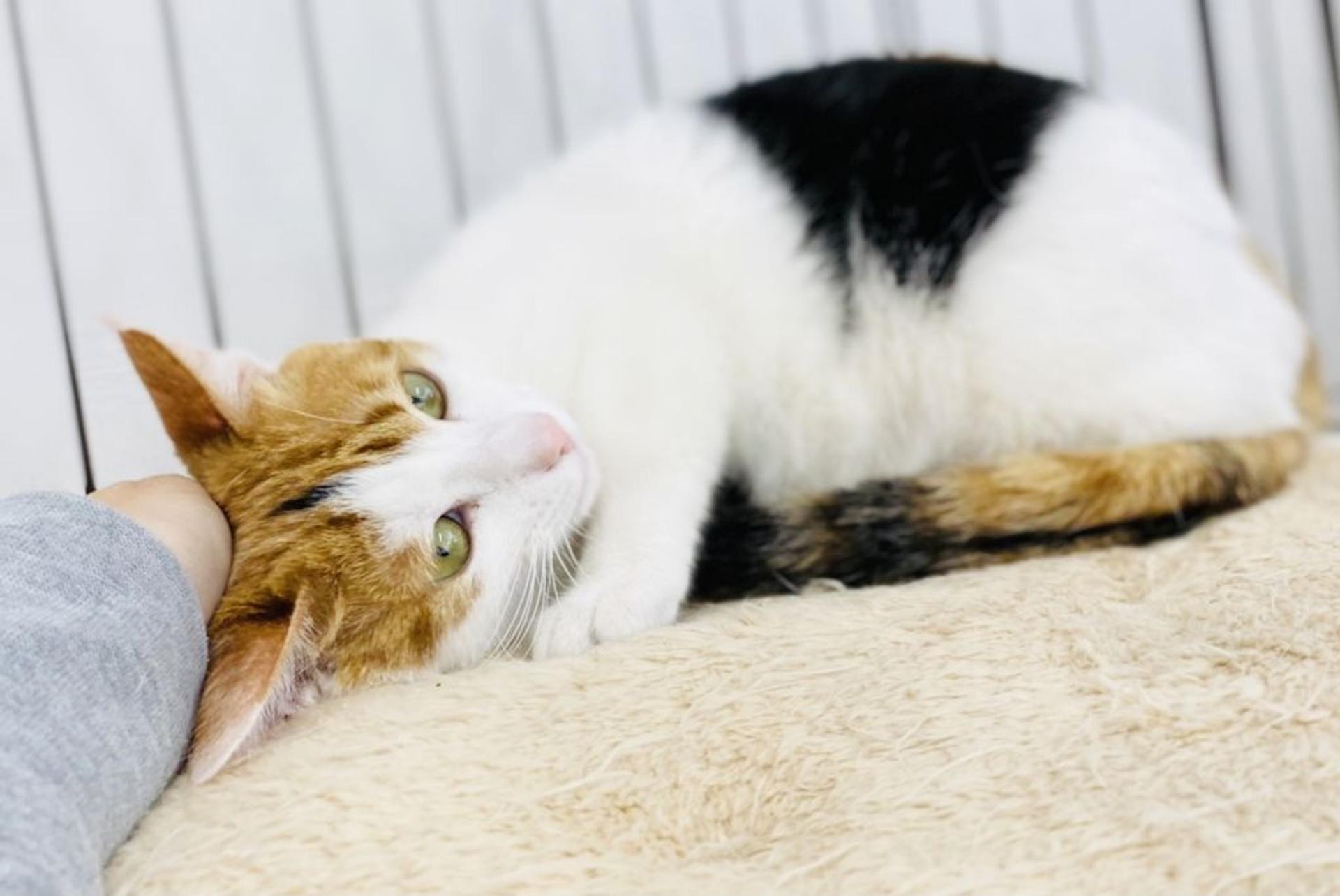 pet-image-6