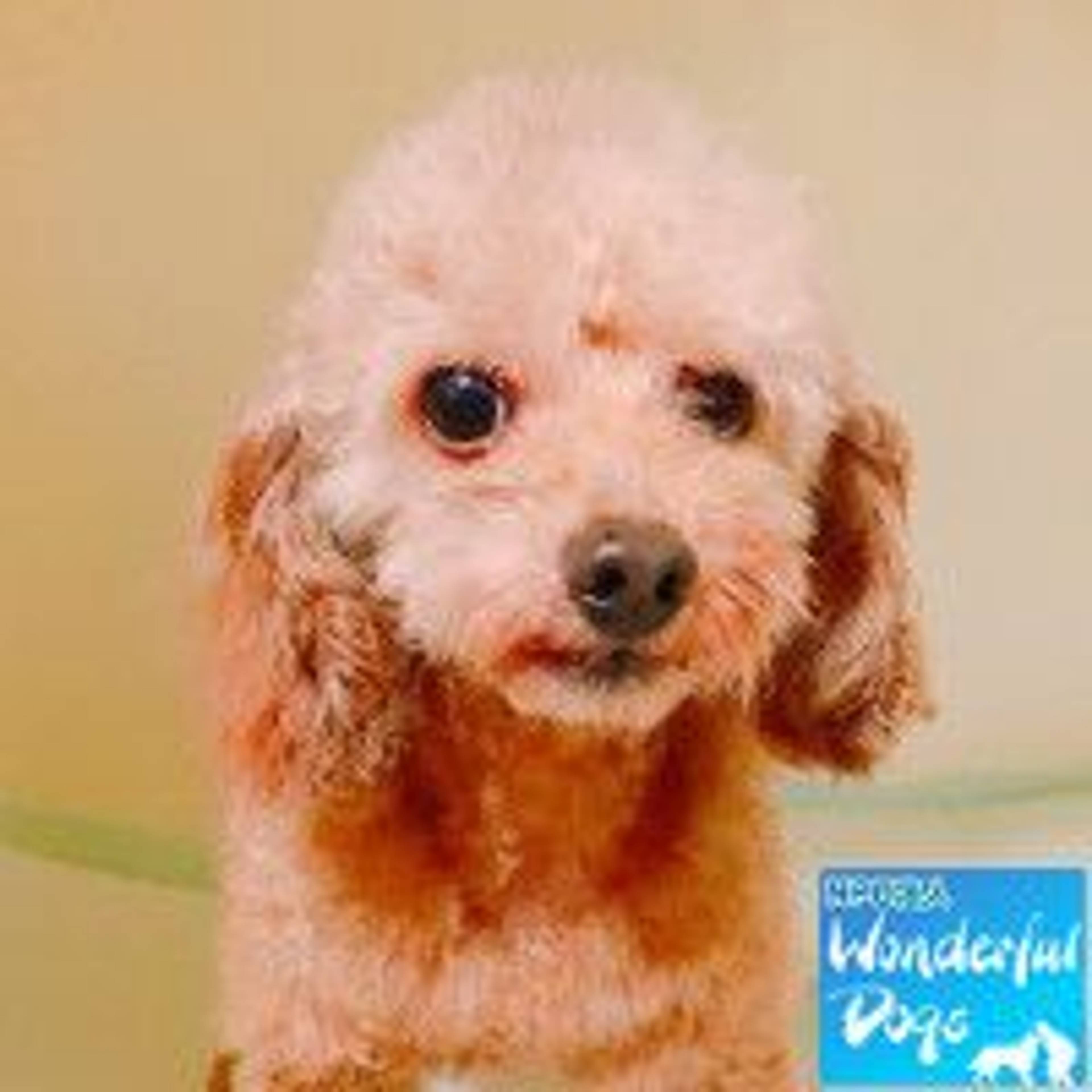 トイプードル・オスの里親募集の写真