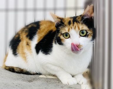 にじの写真