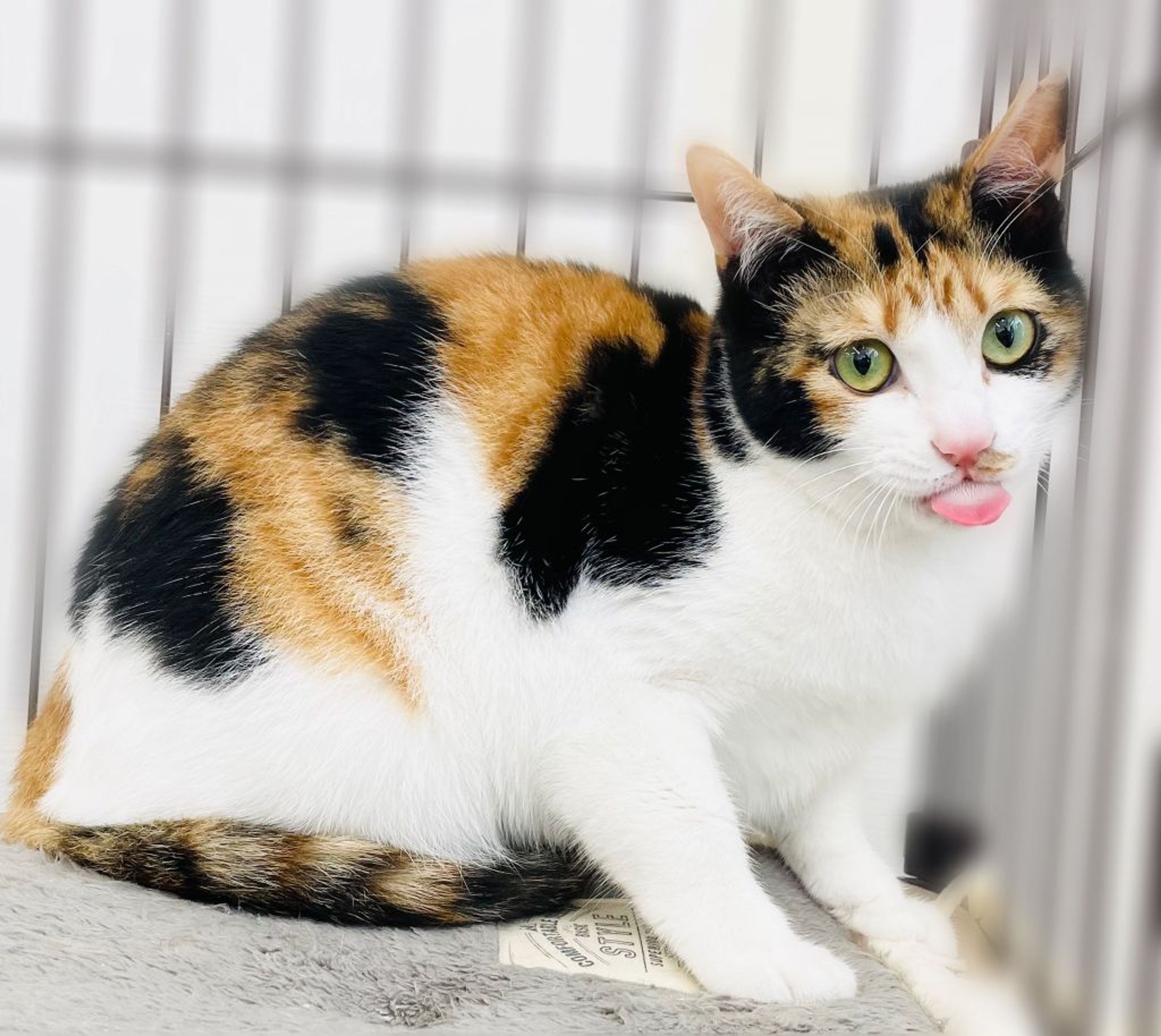 pet-image-2