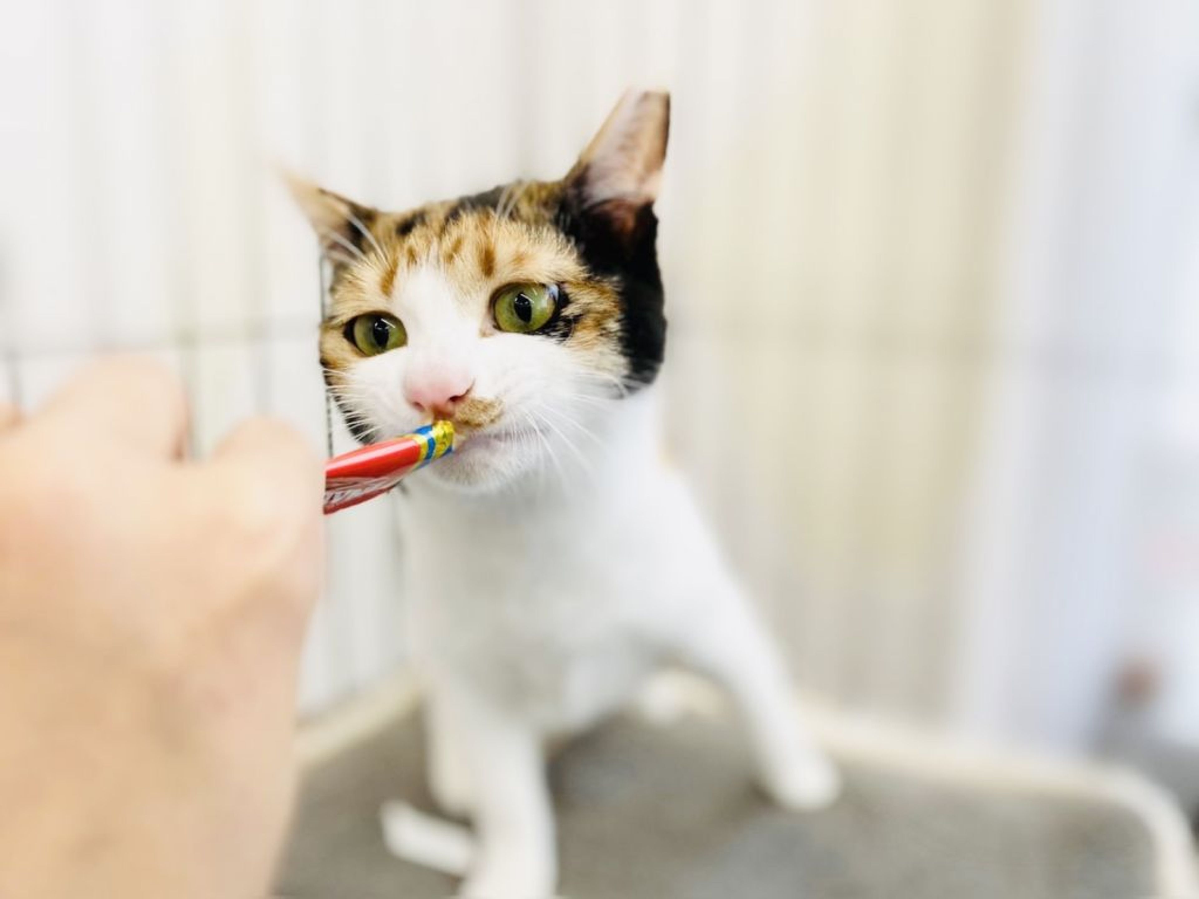 pet-image-3