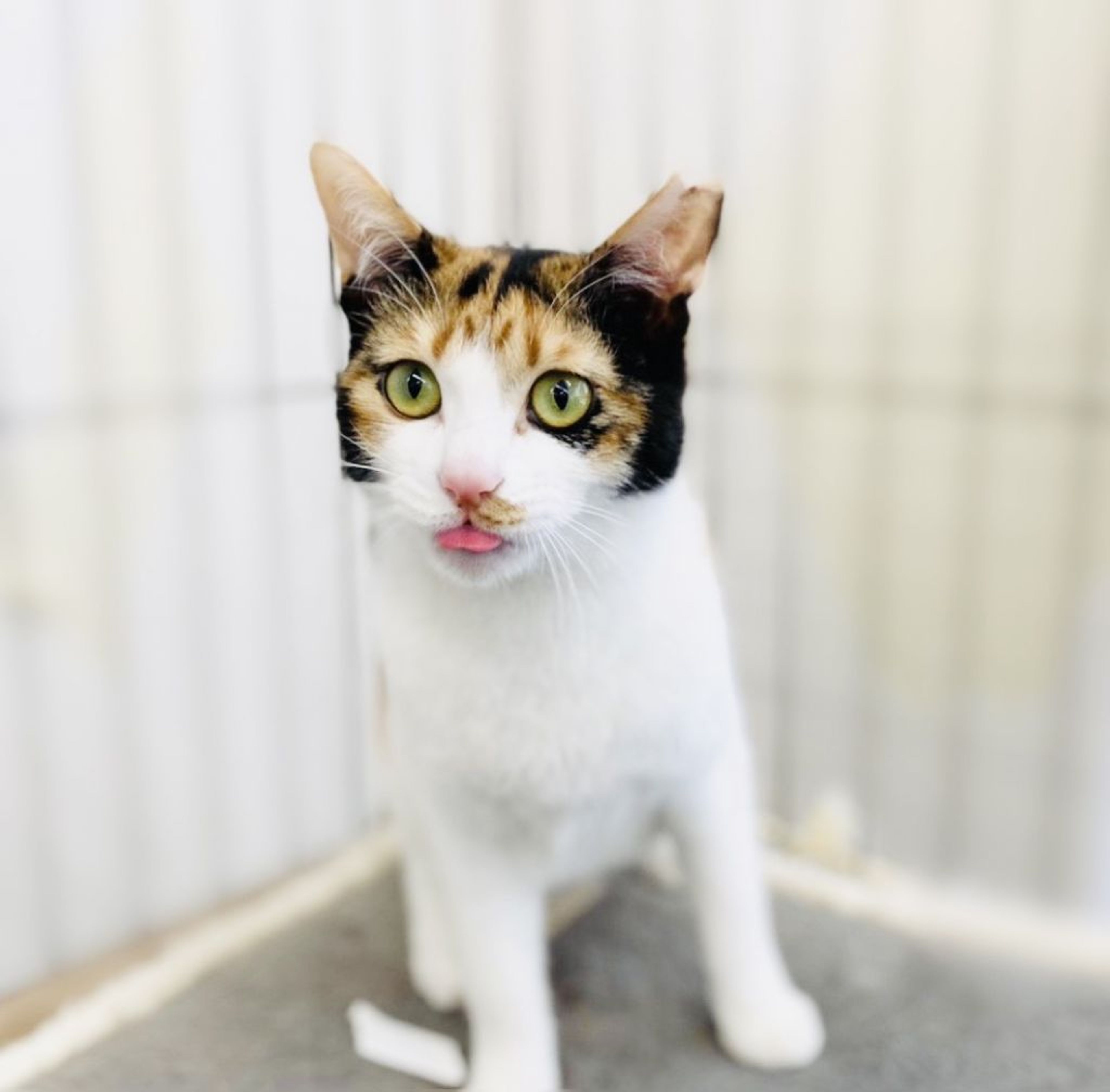 pet-image-4