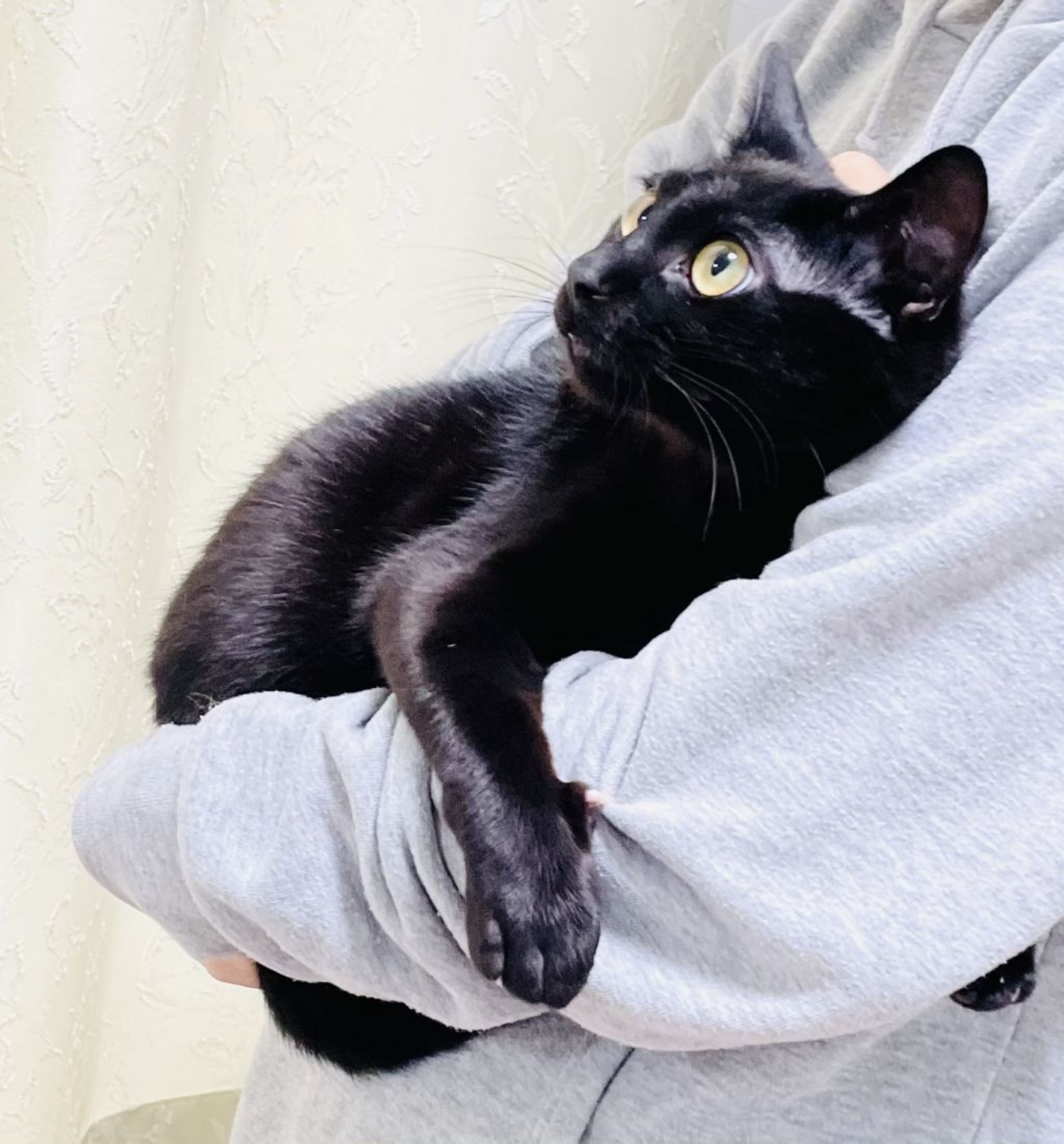 pet-image-2
