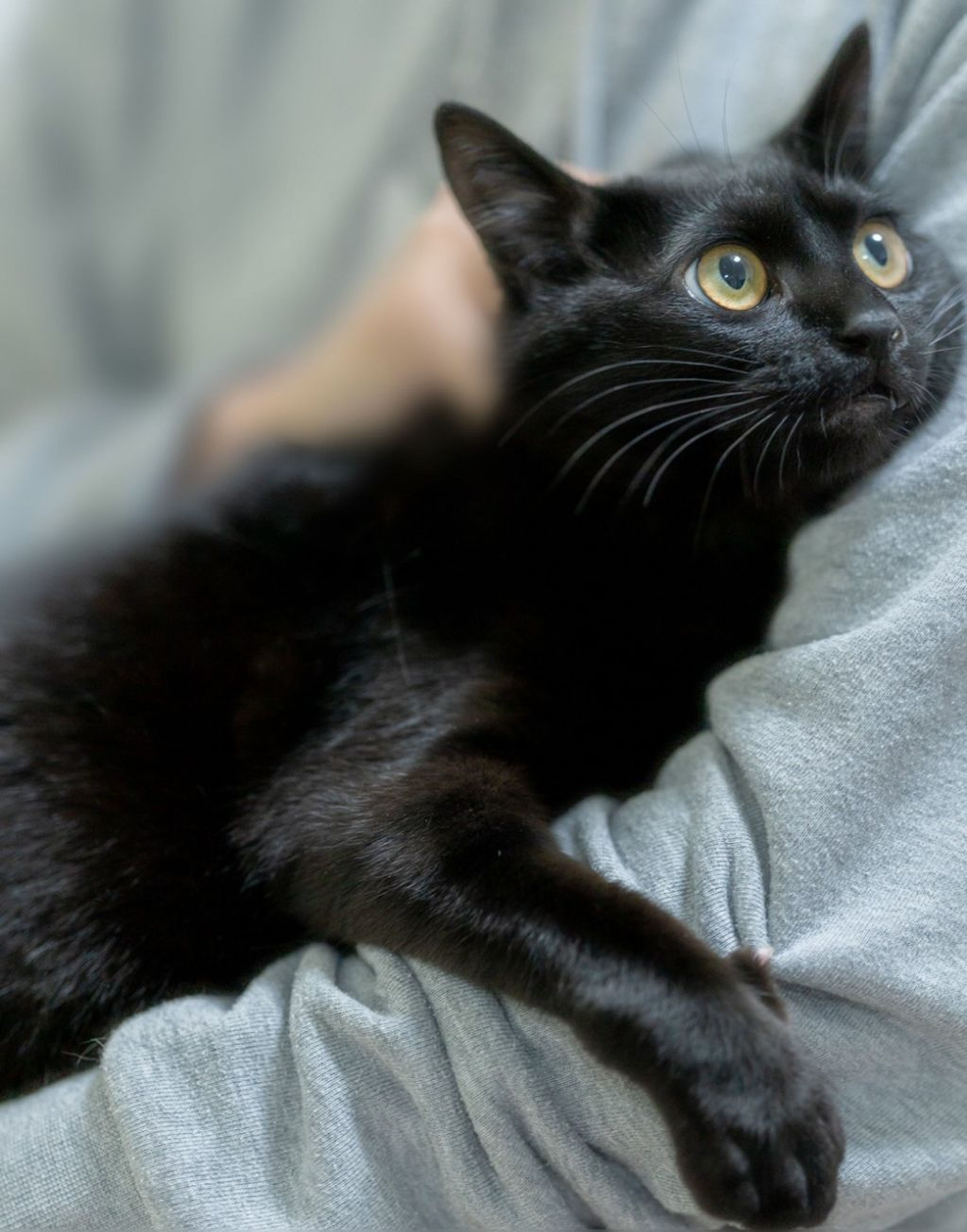 pet-image-3