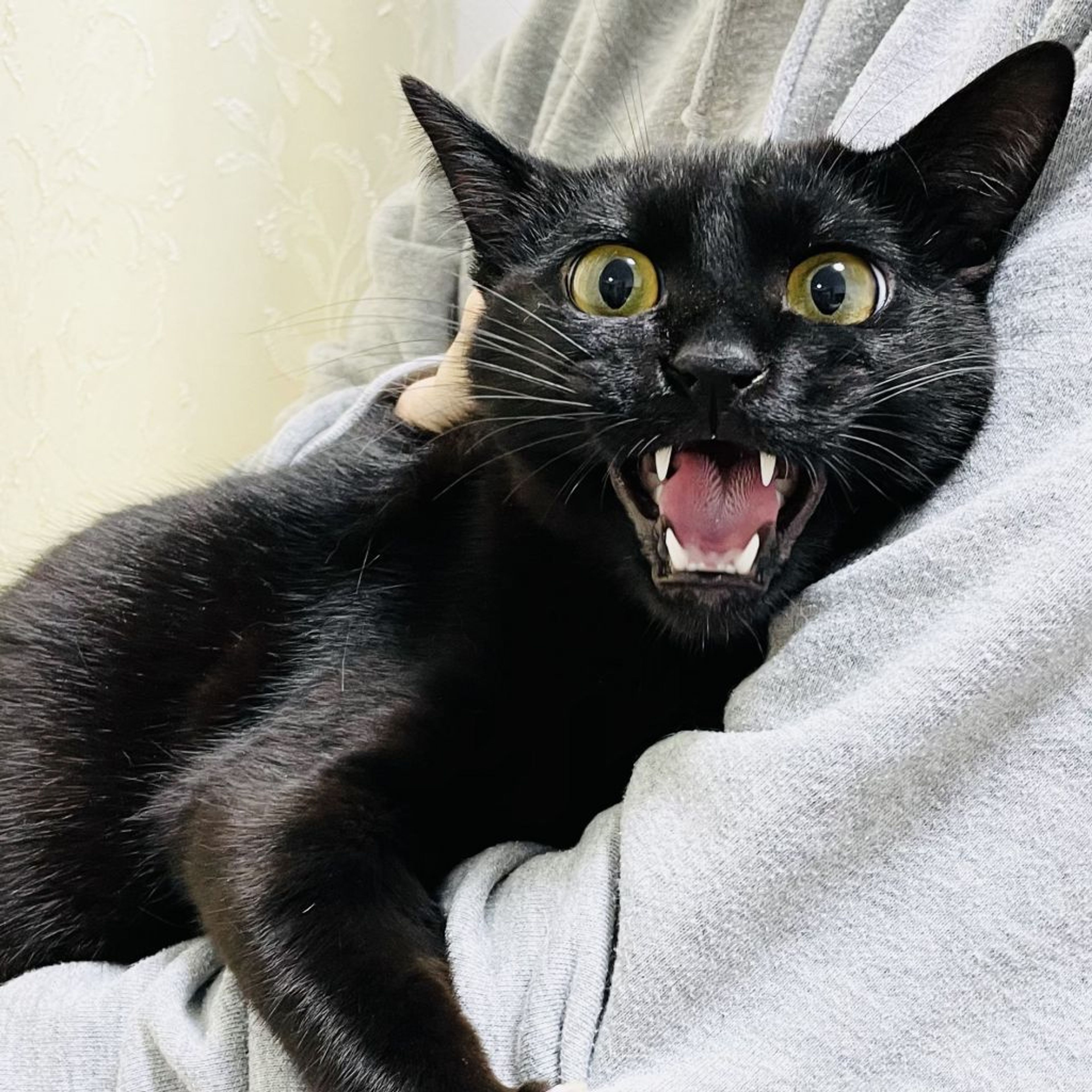 pet-image-4