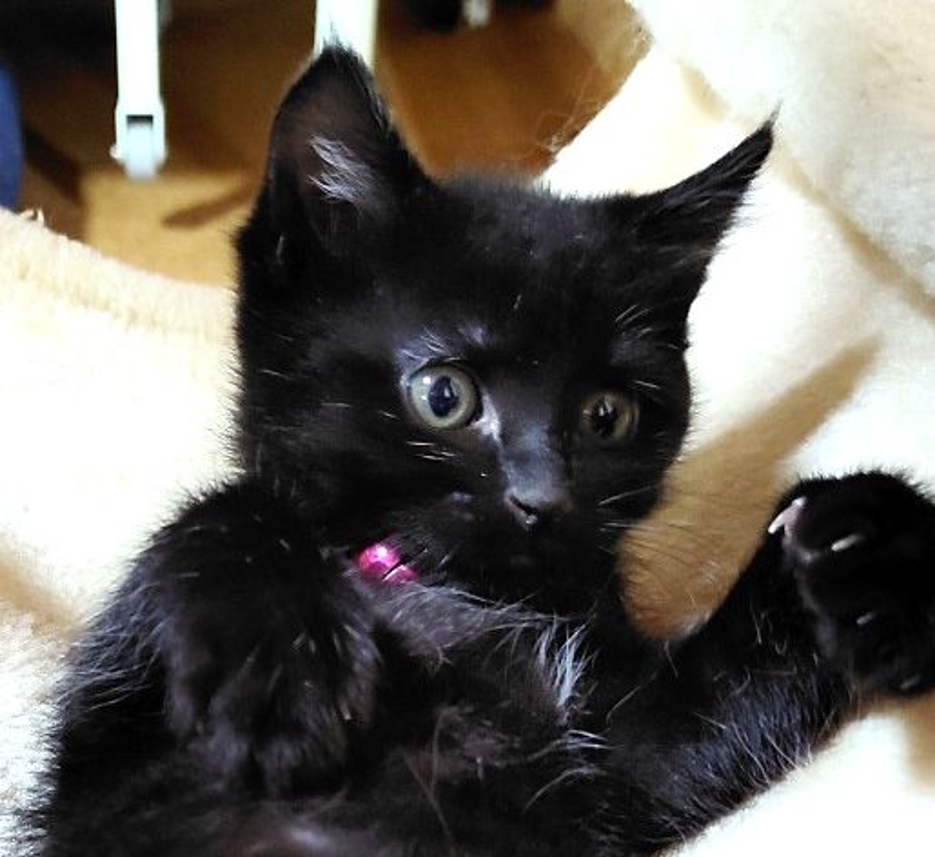雑種（ミックス猫）・メスの里親募集の写真