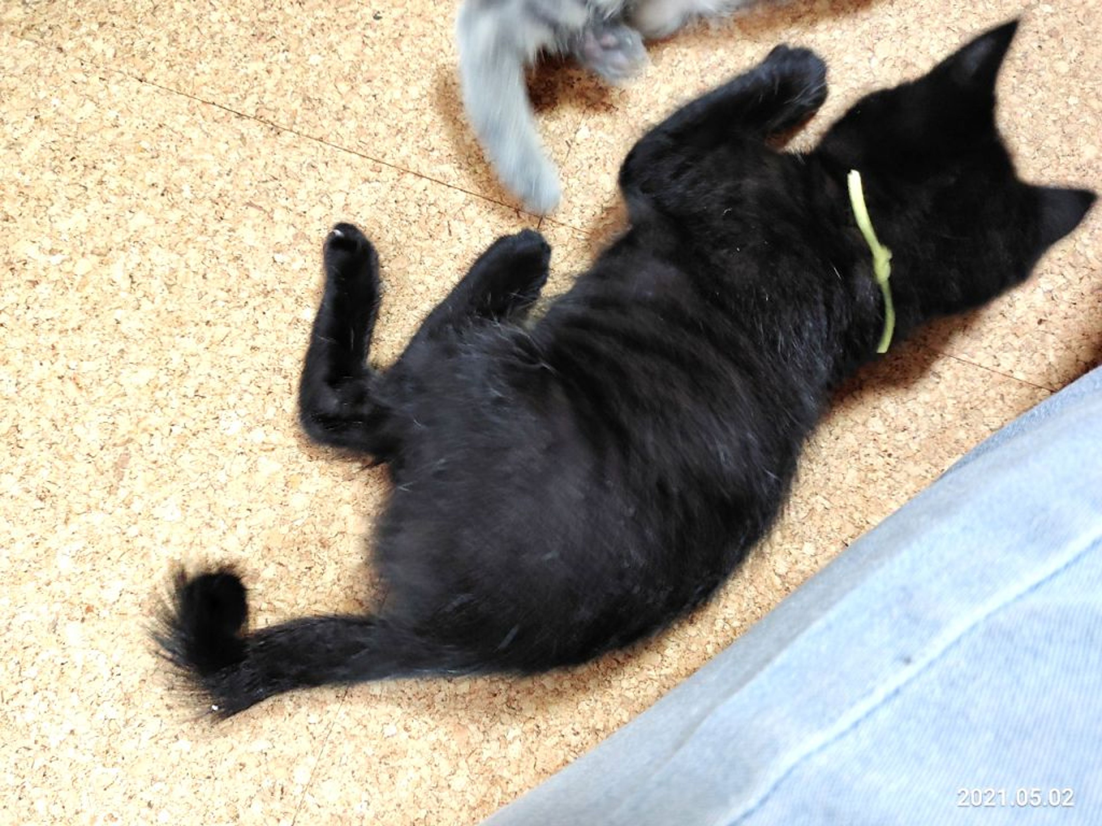 pet-image-2