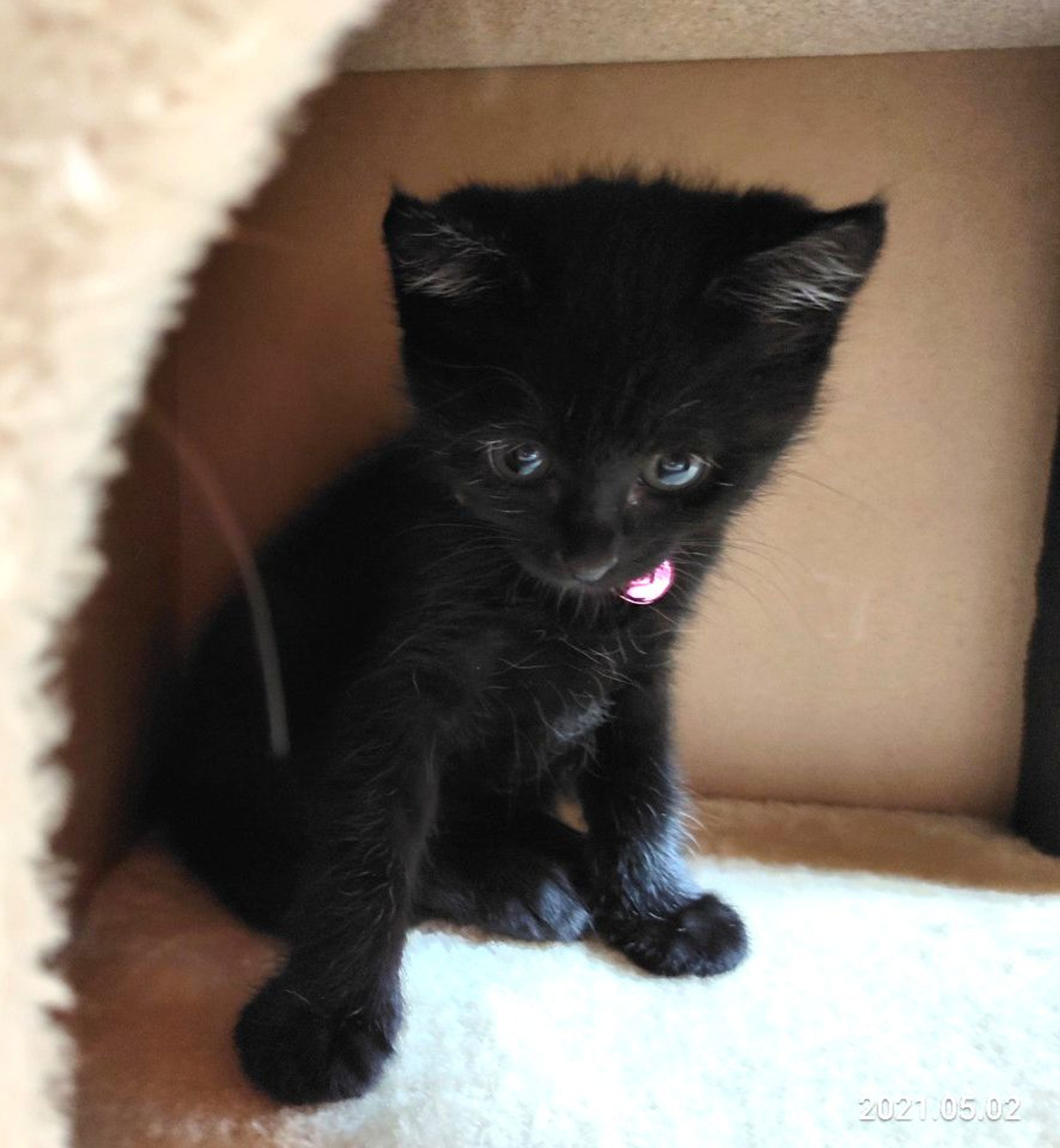pet-image-3