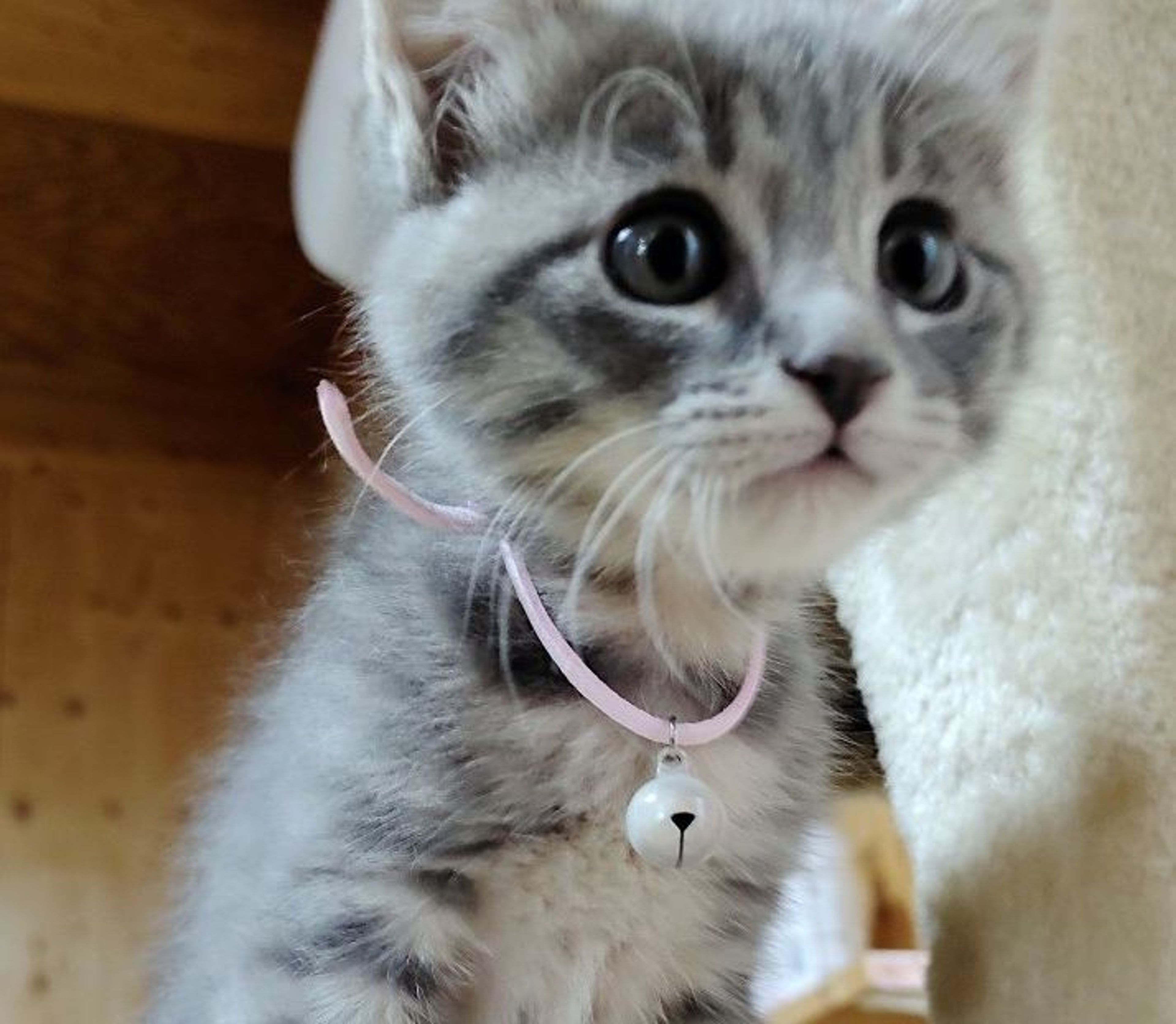 雑種（ミックス猫）・メスの里親募集の写真