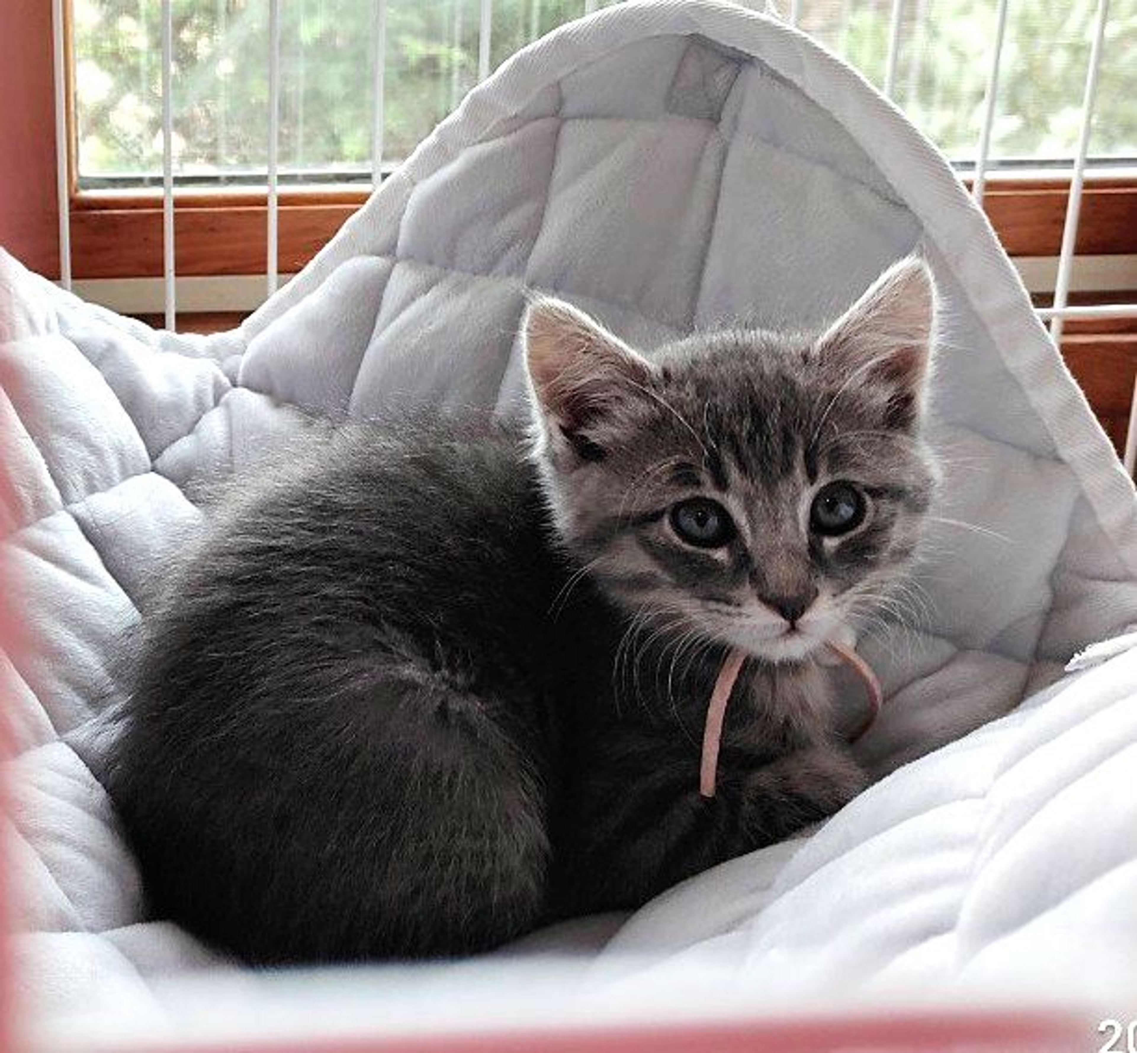 pet-image-3