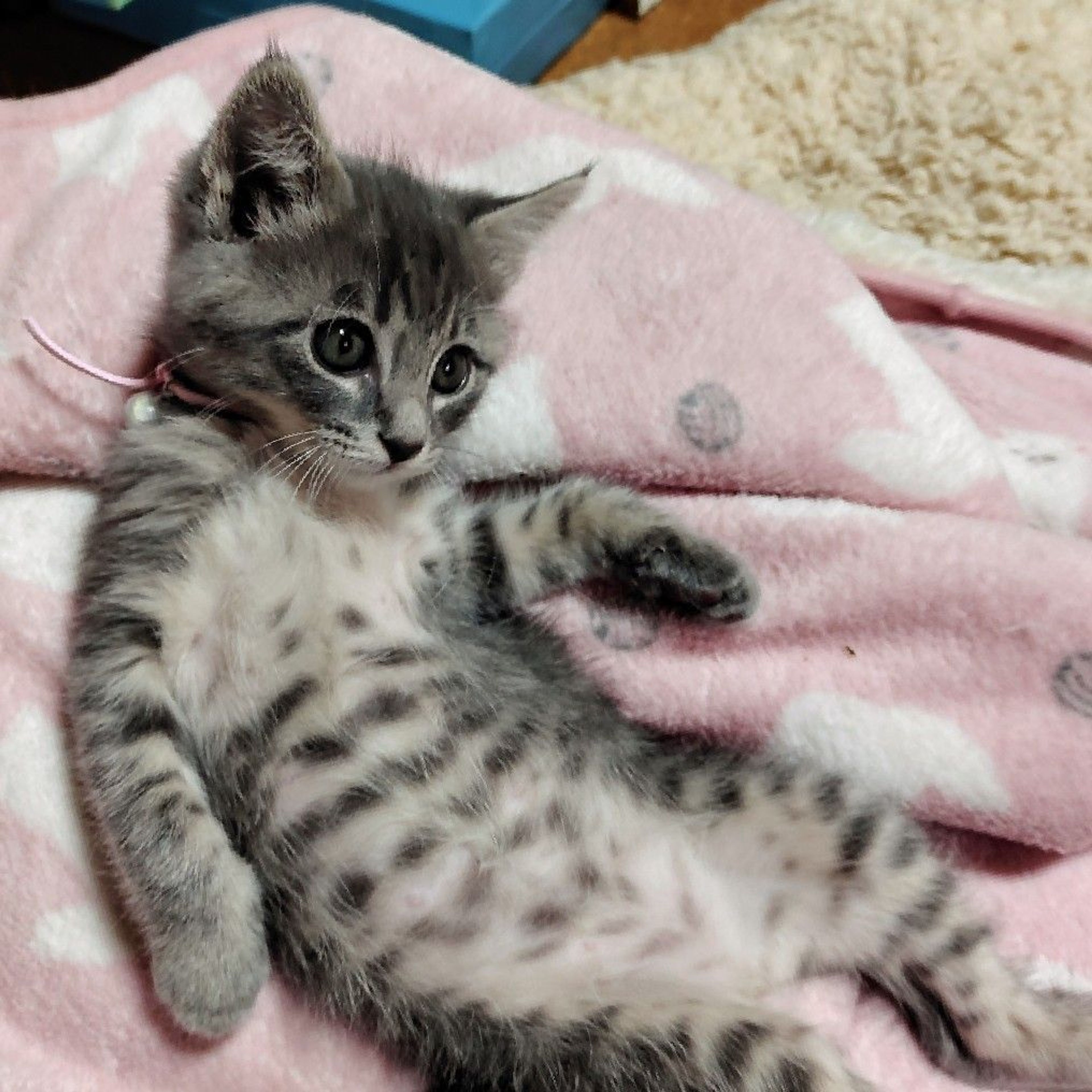 pet-image-4