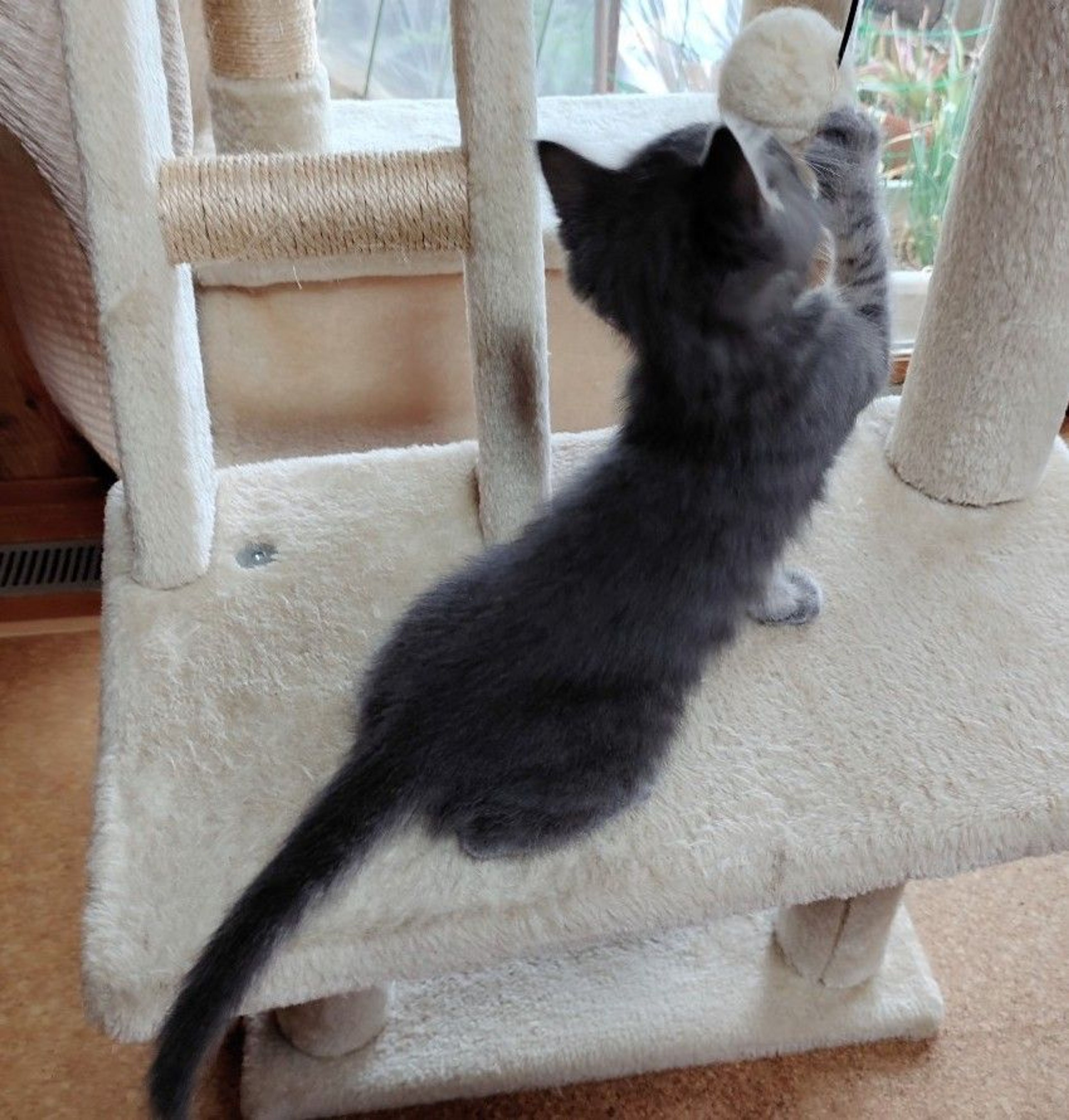 pet-image-5