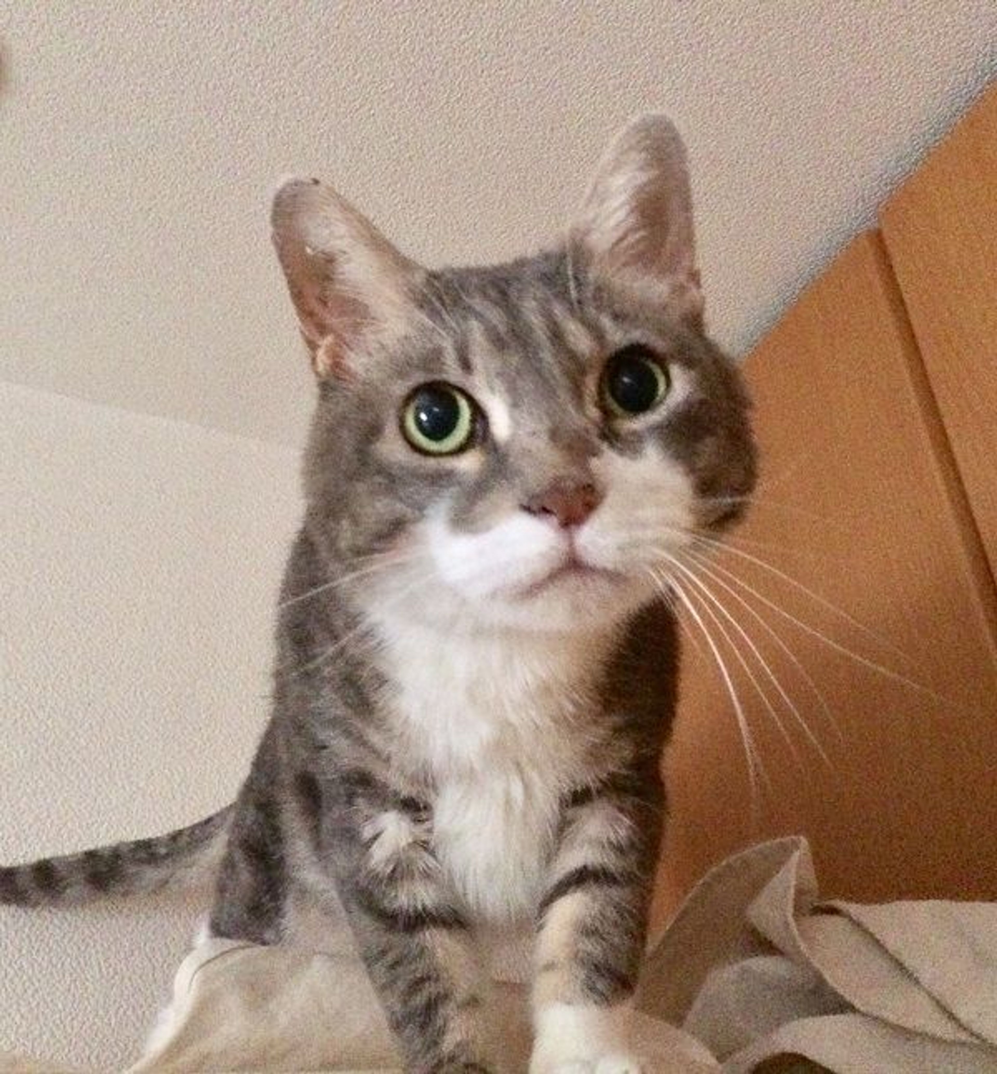 雑種（ミックス猫）・オスの里親募集の写真