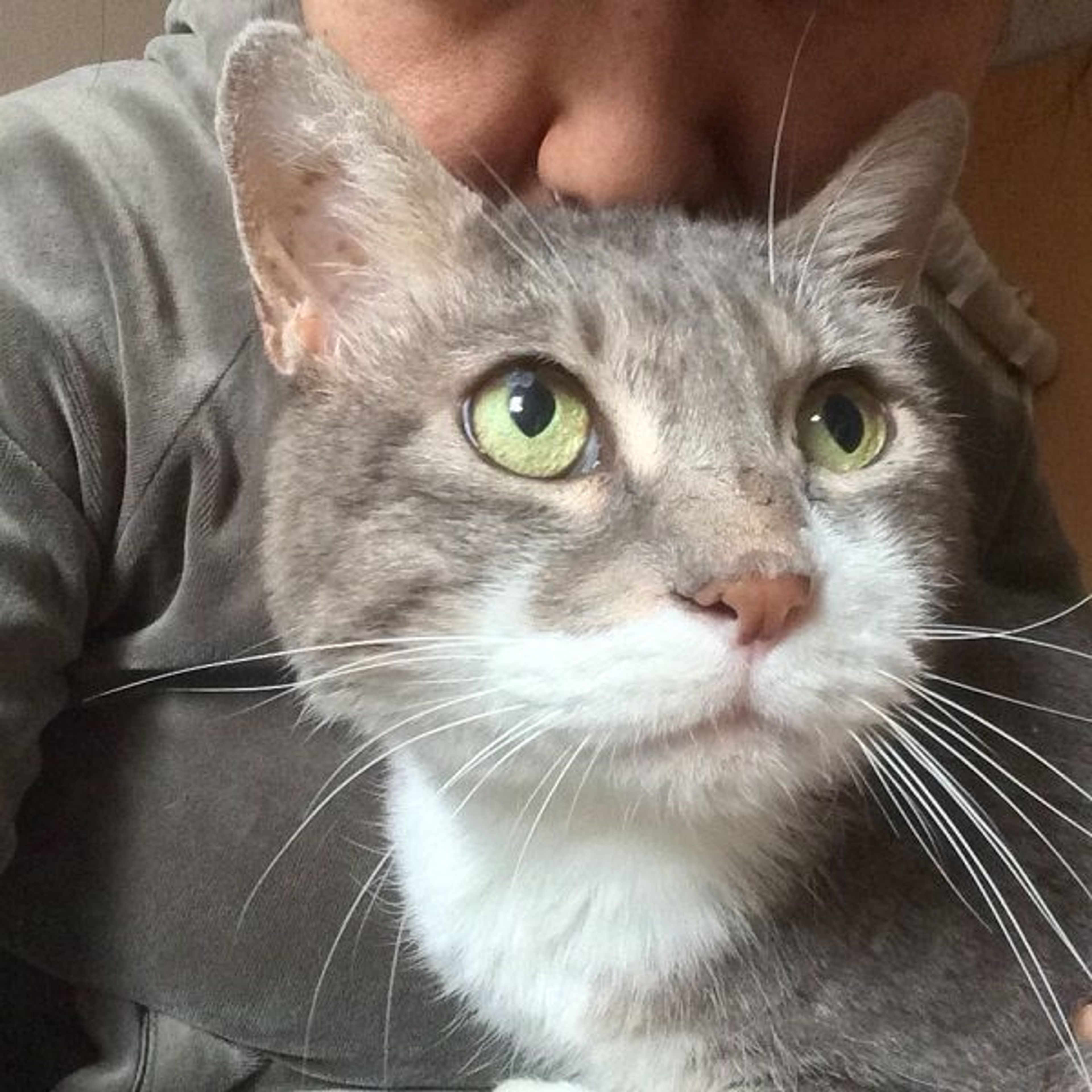 pet-image-3