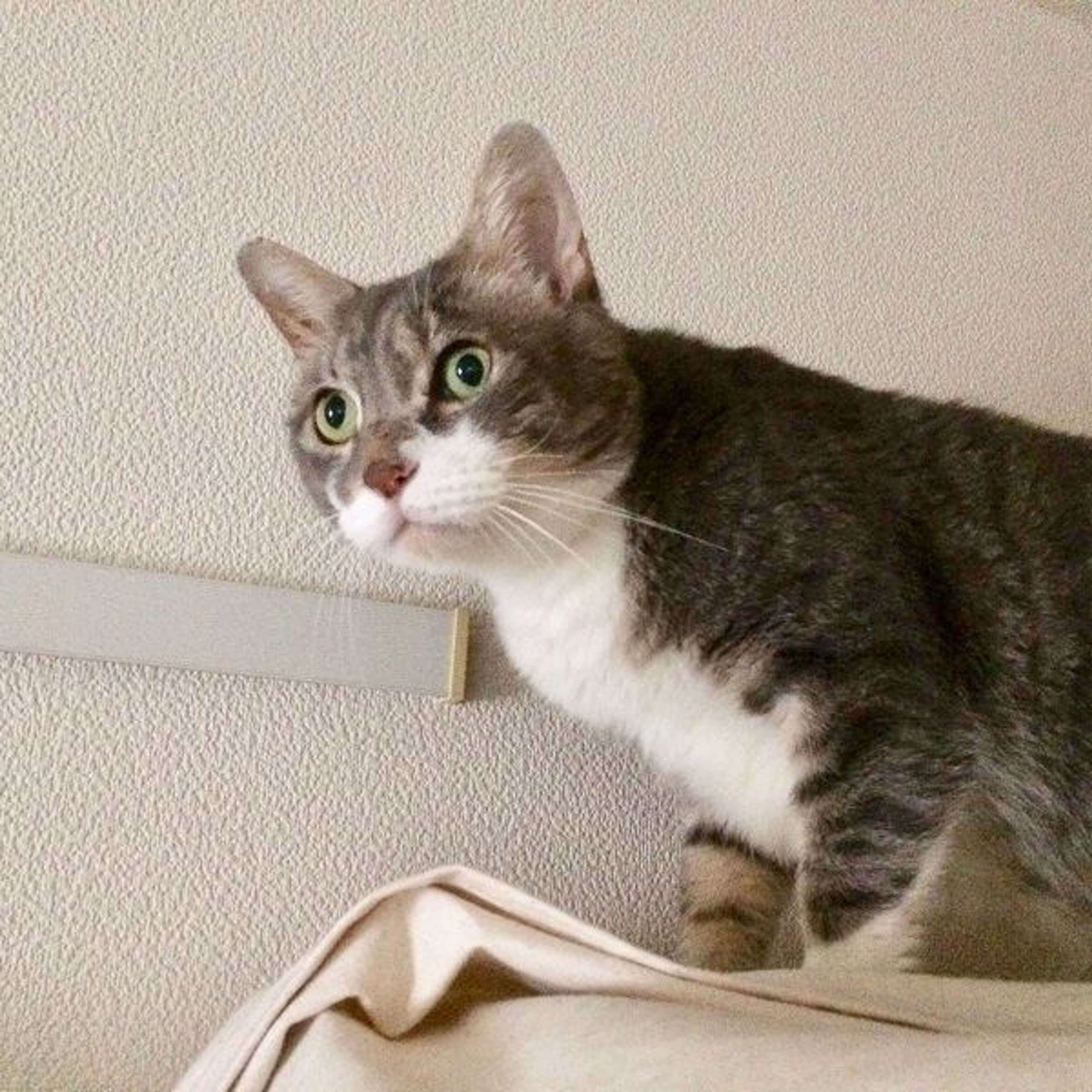 pet-image-4