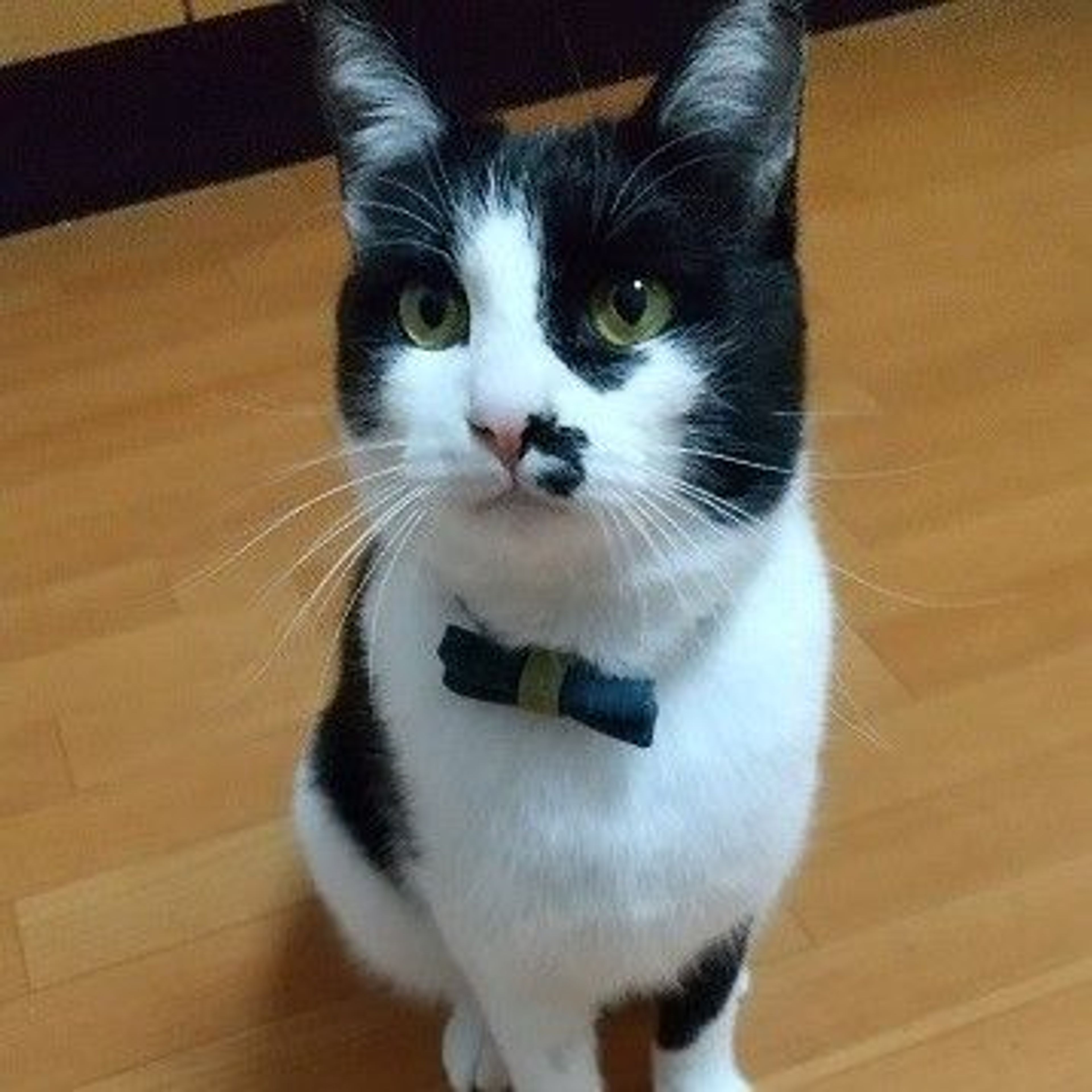 雑種（ミックス猫）・オスの里親募集の写真