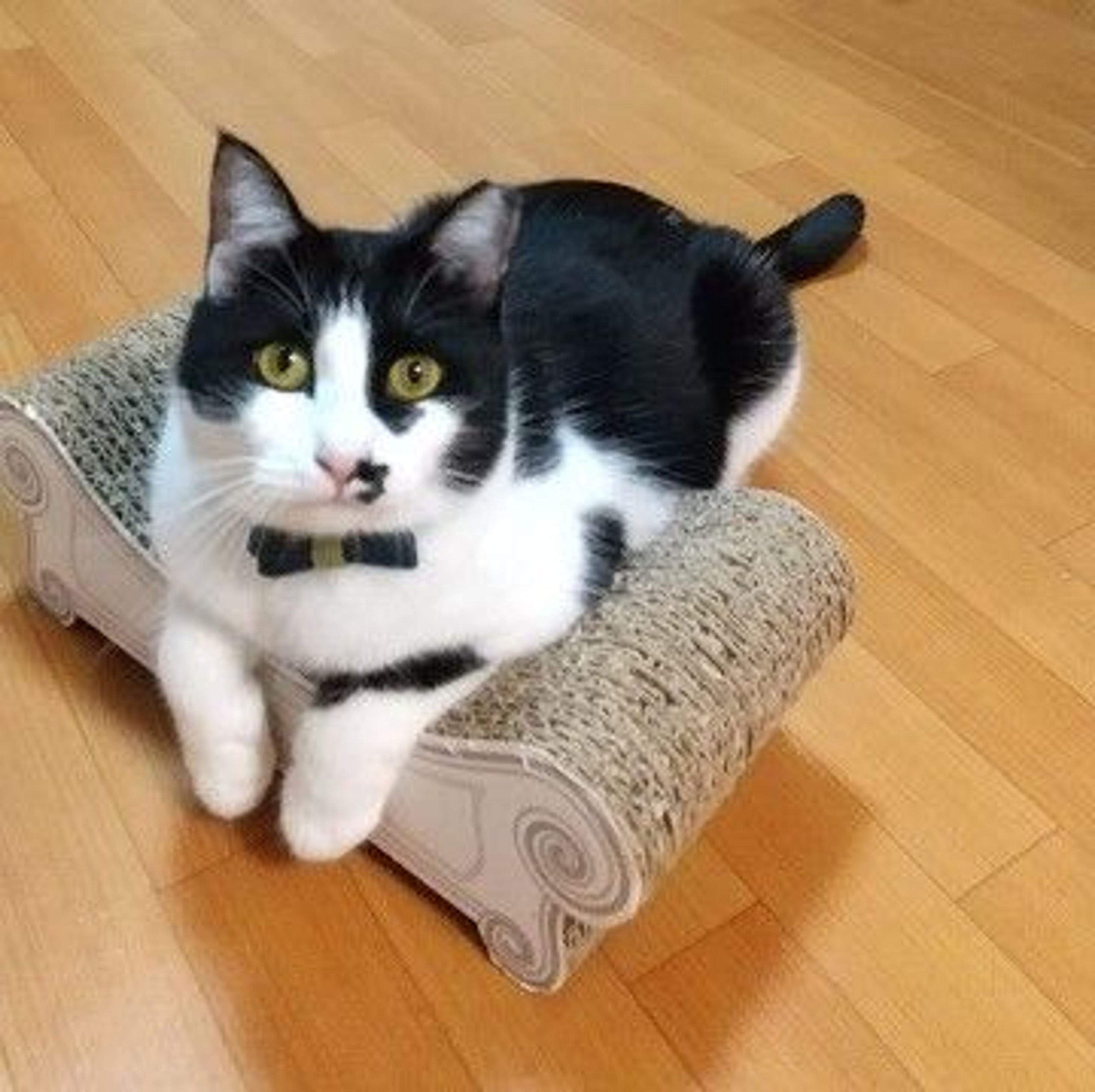 pet-image-2