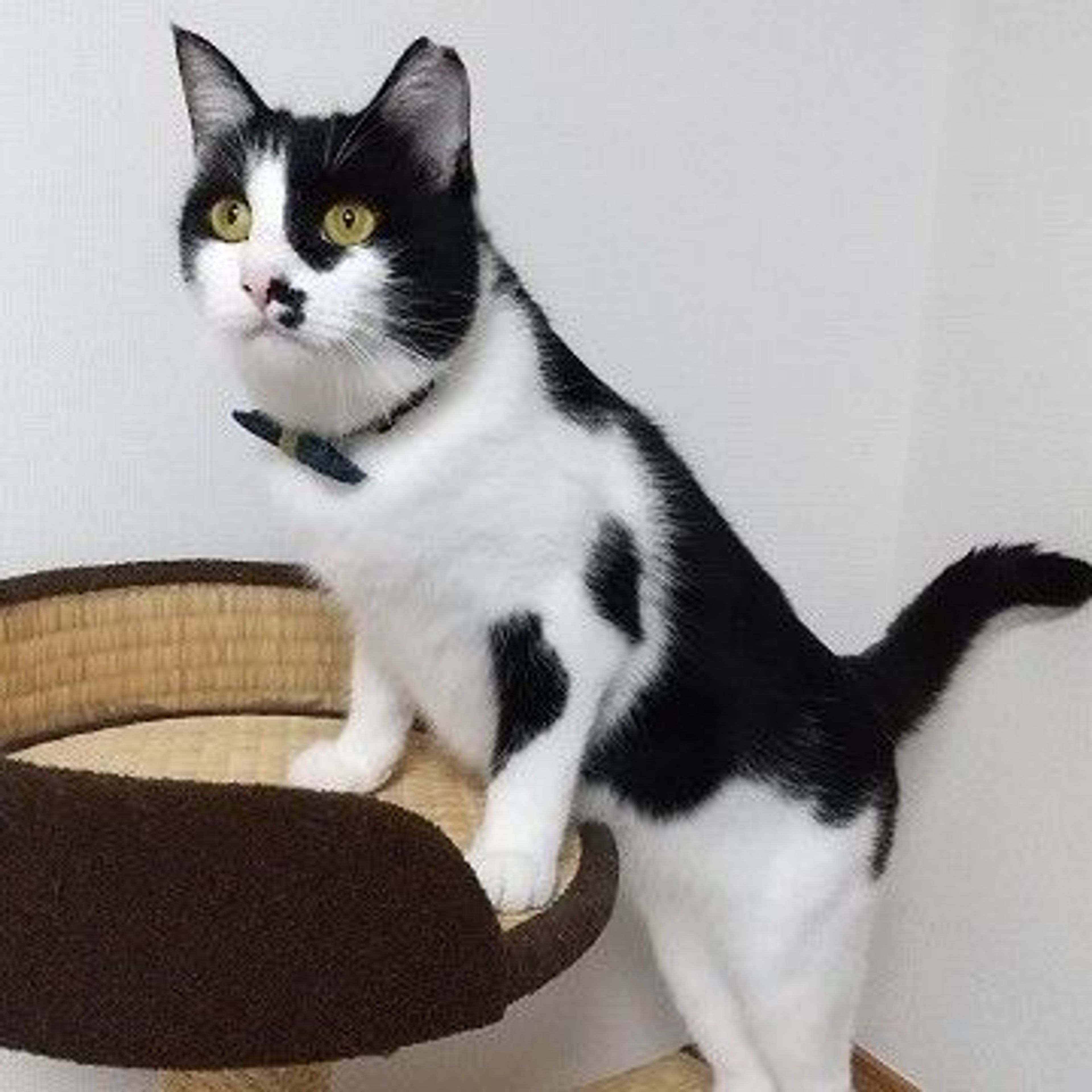 pet-image-3