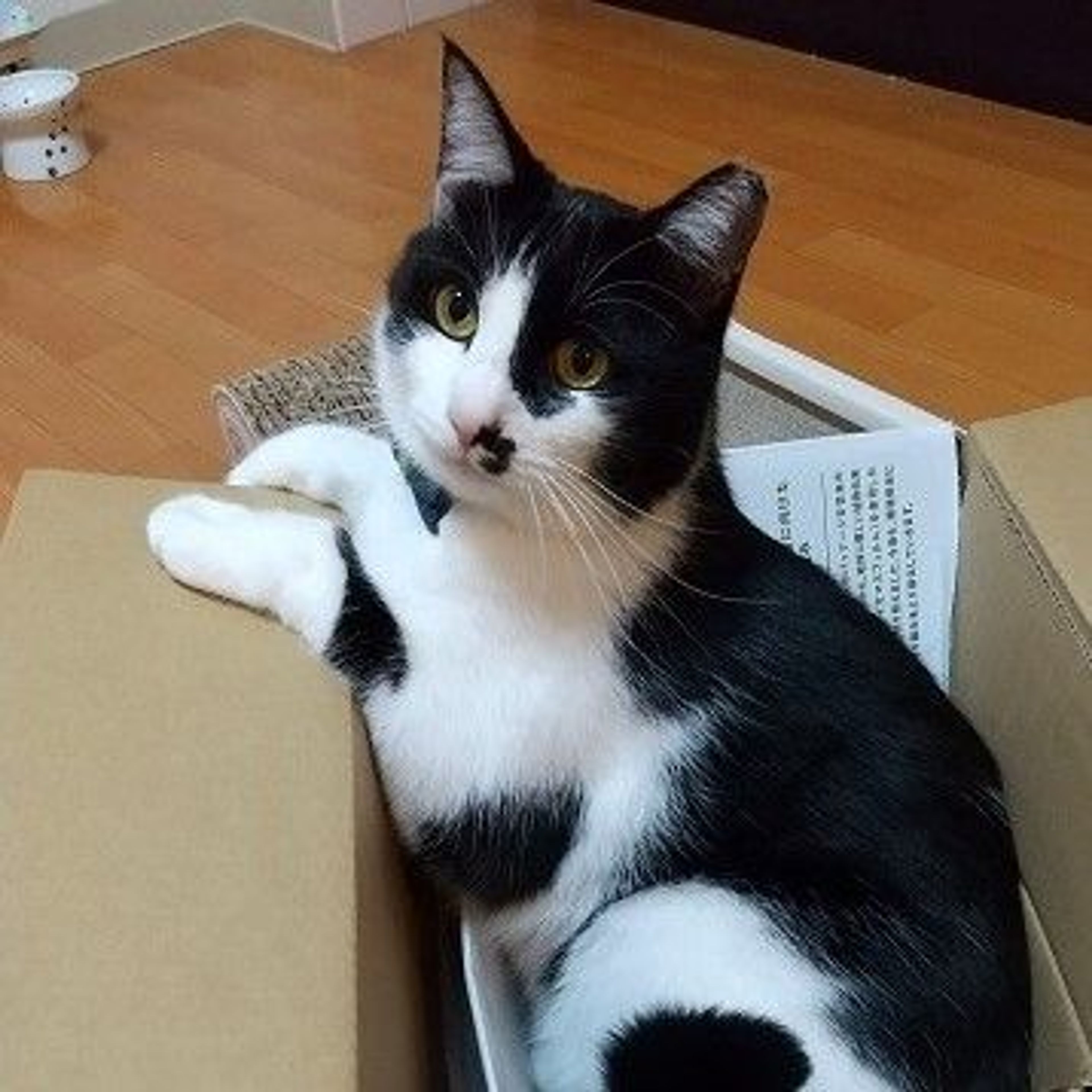 pet-image-4