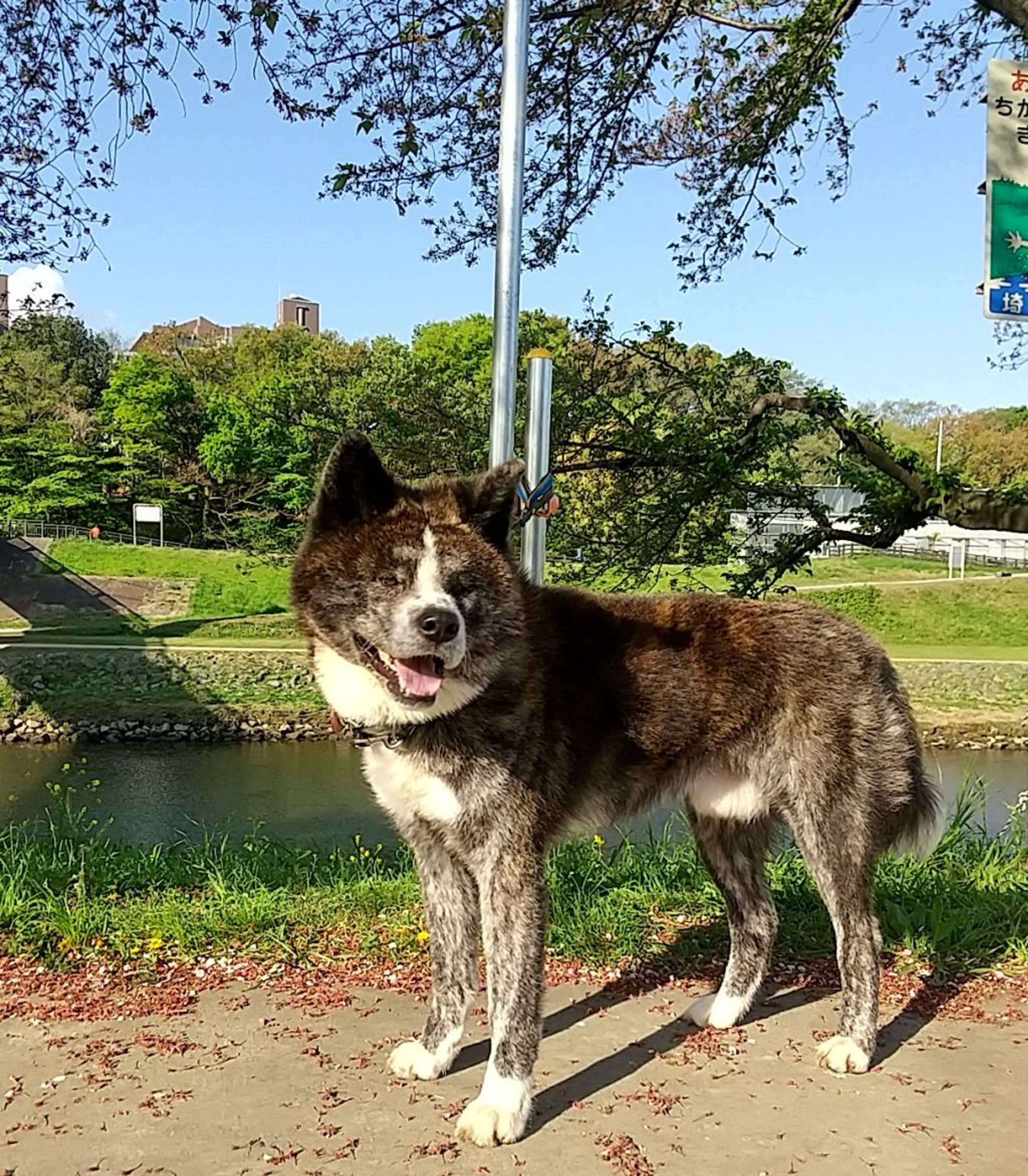 秋田犬・オスの里親募集の写真
