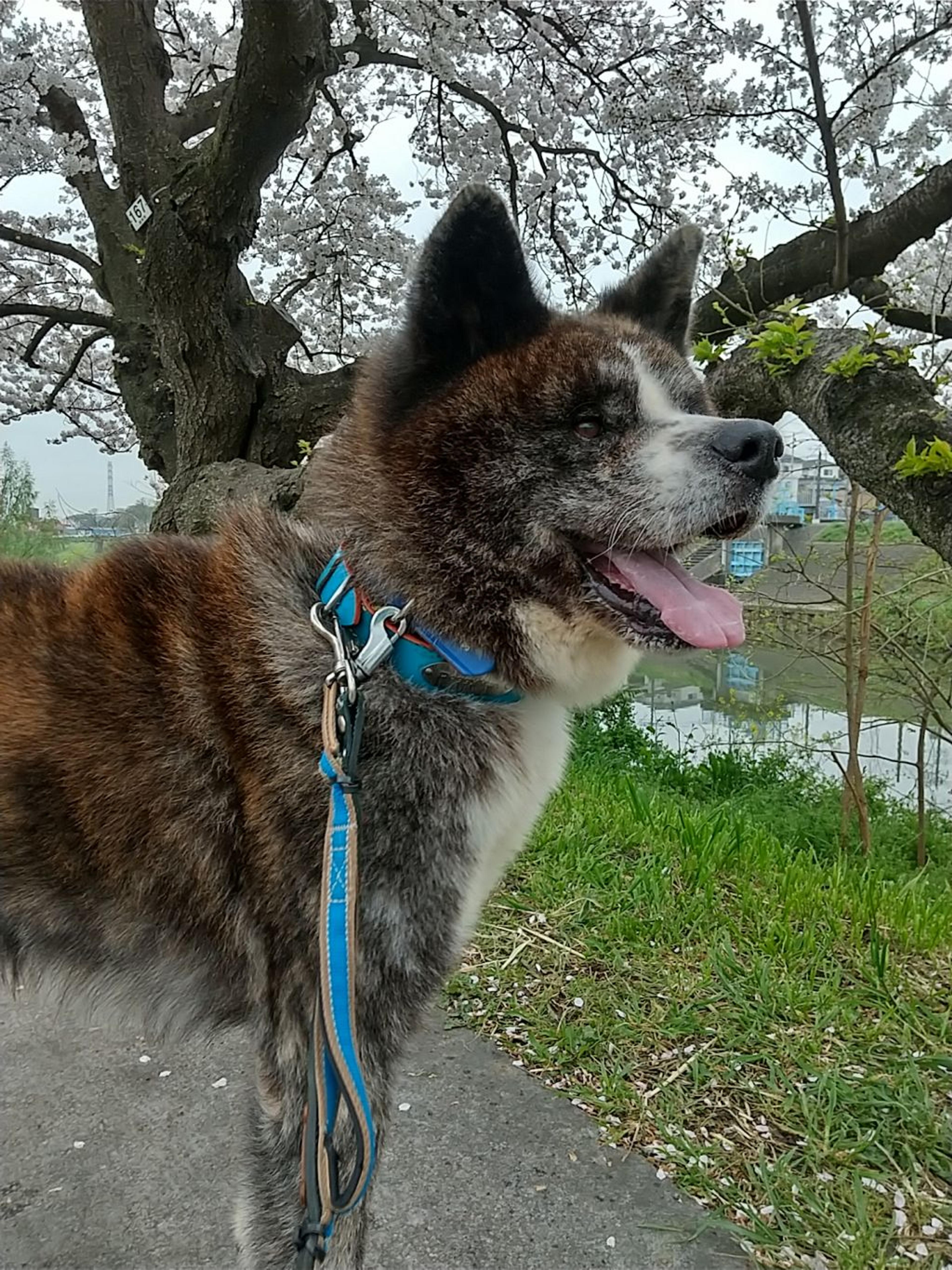 pet-image-2