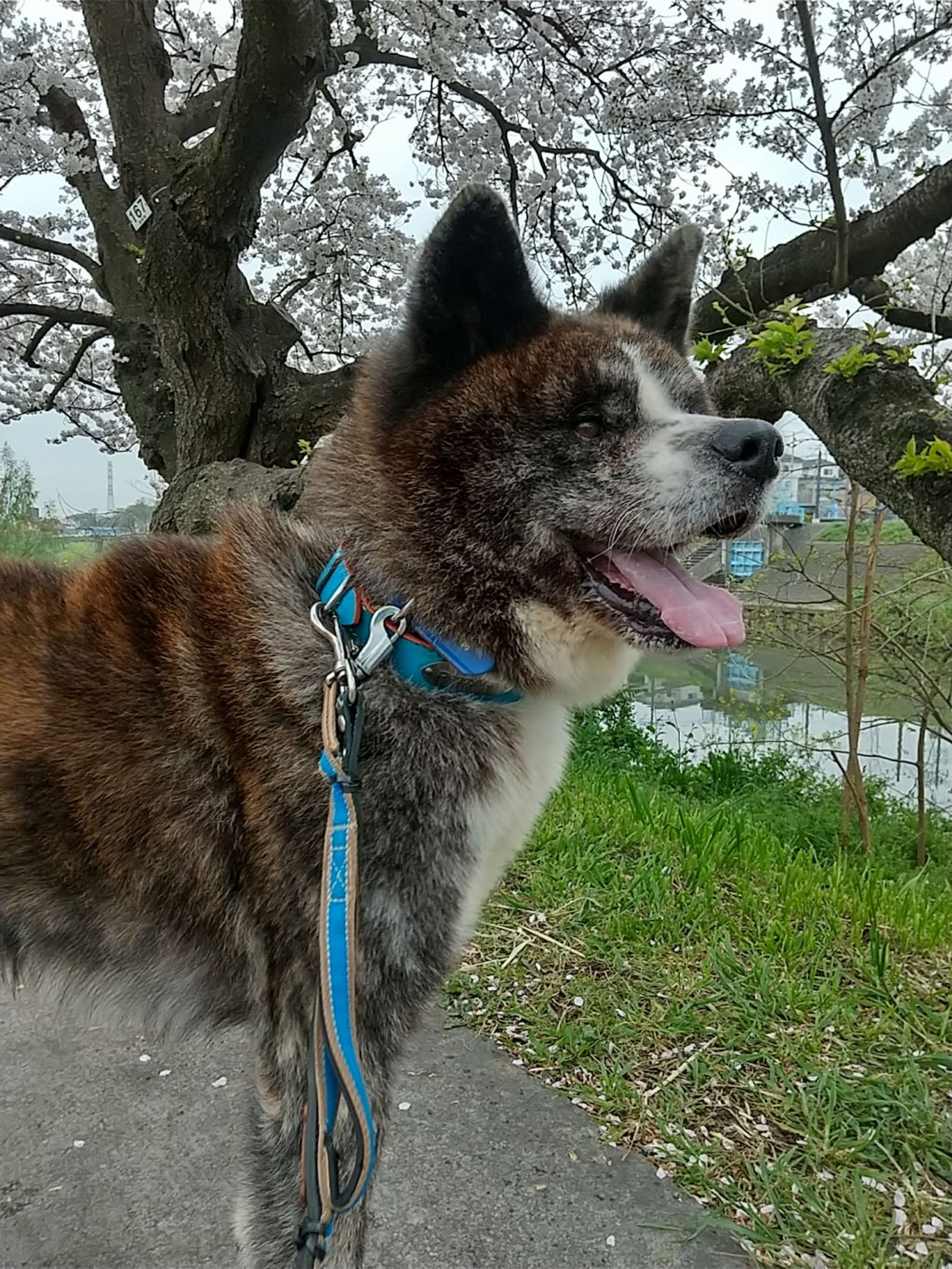 pet-image-2