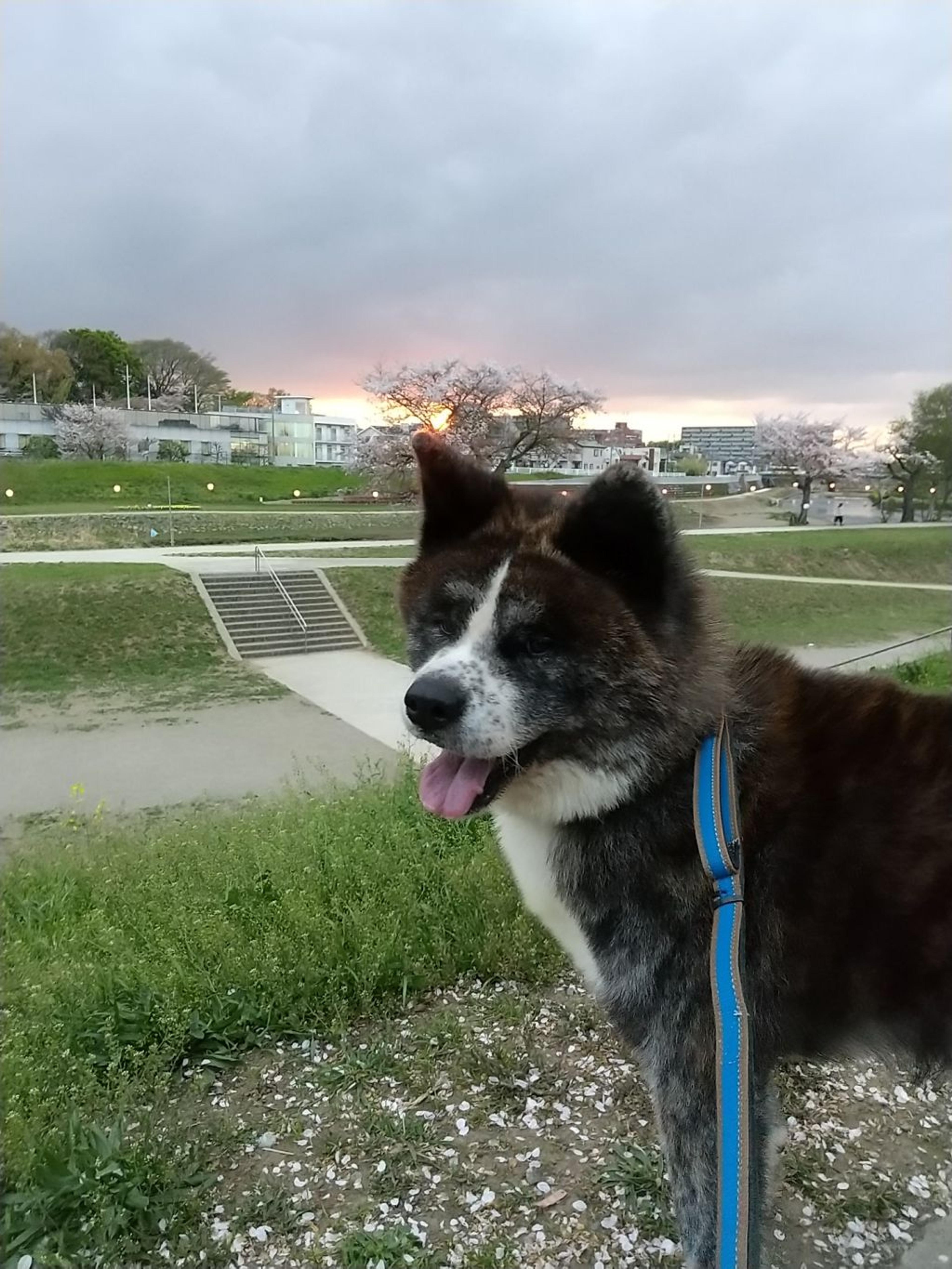pet-image-3