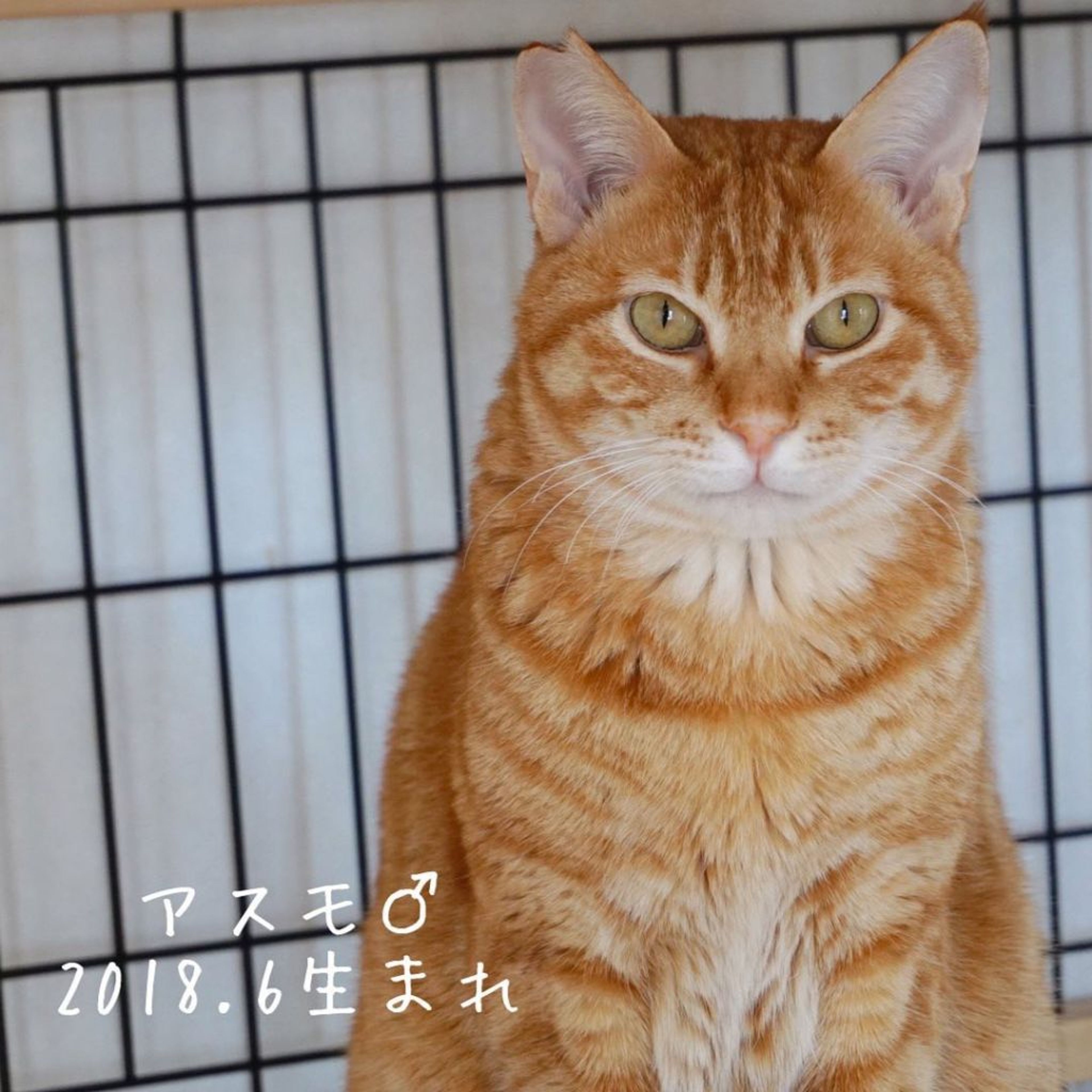 雑種（ミックス猫）・オスの里親募集の写真