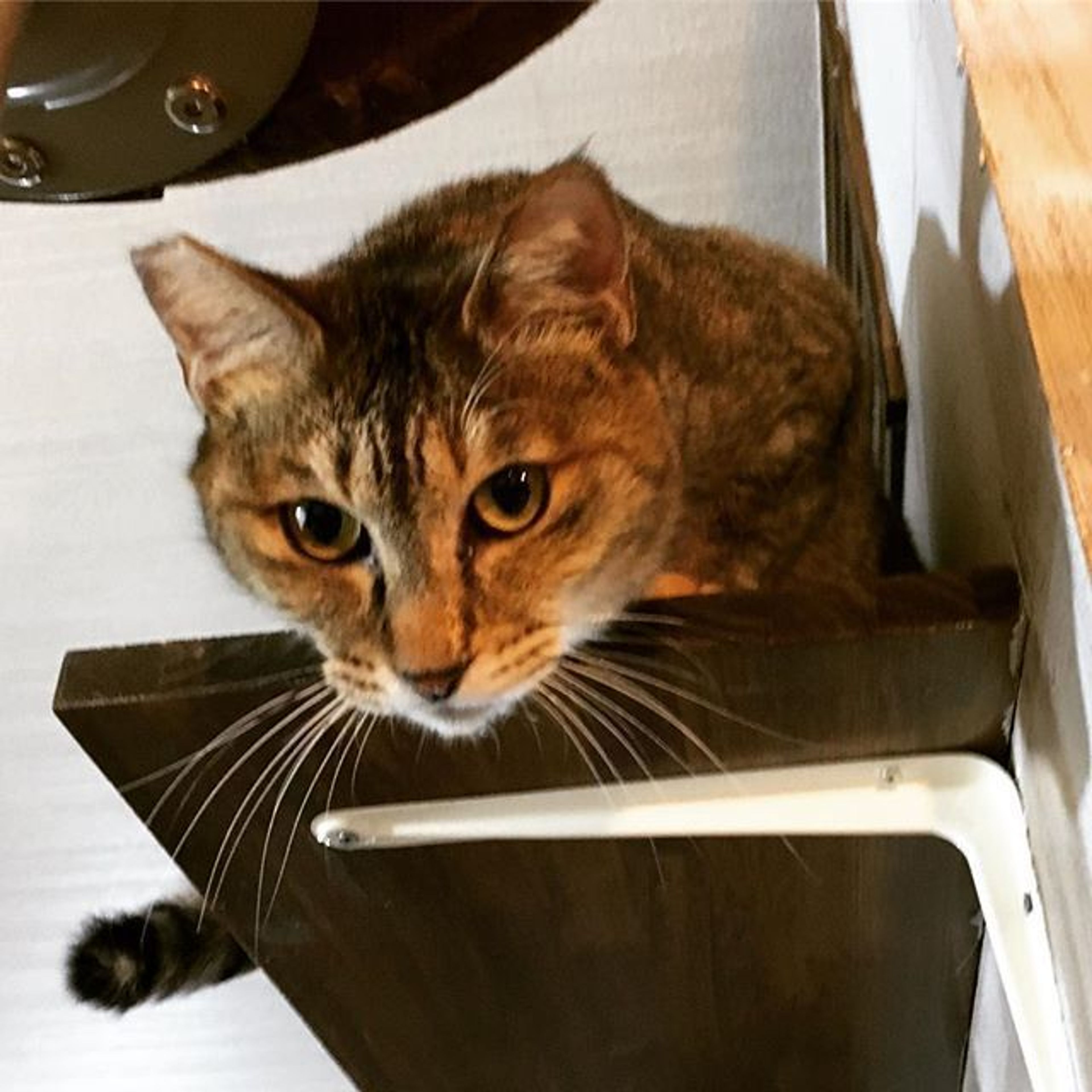 雑種（ミックス猫）・メスの里親募集の写真