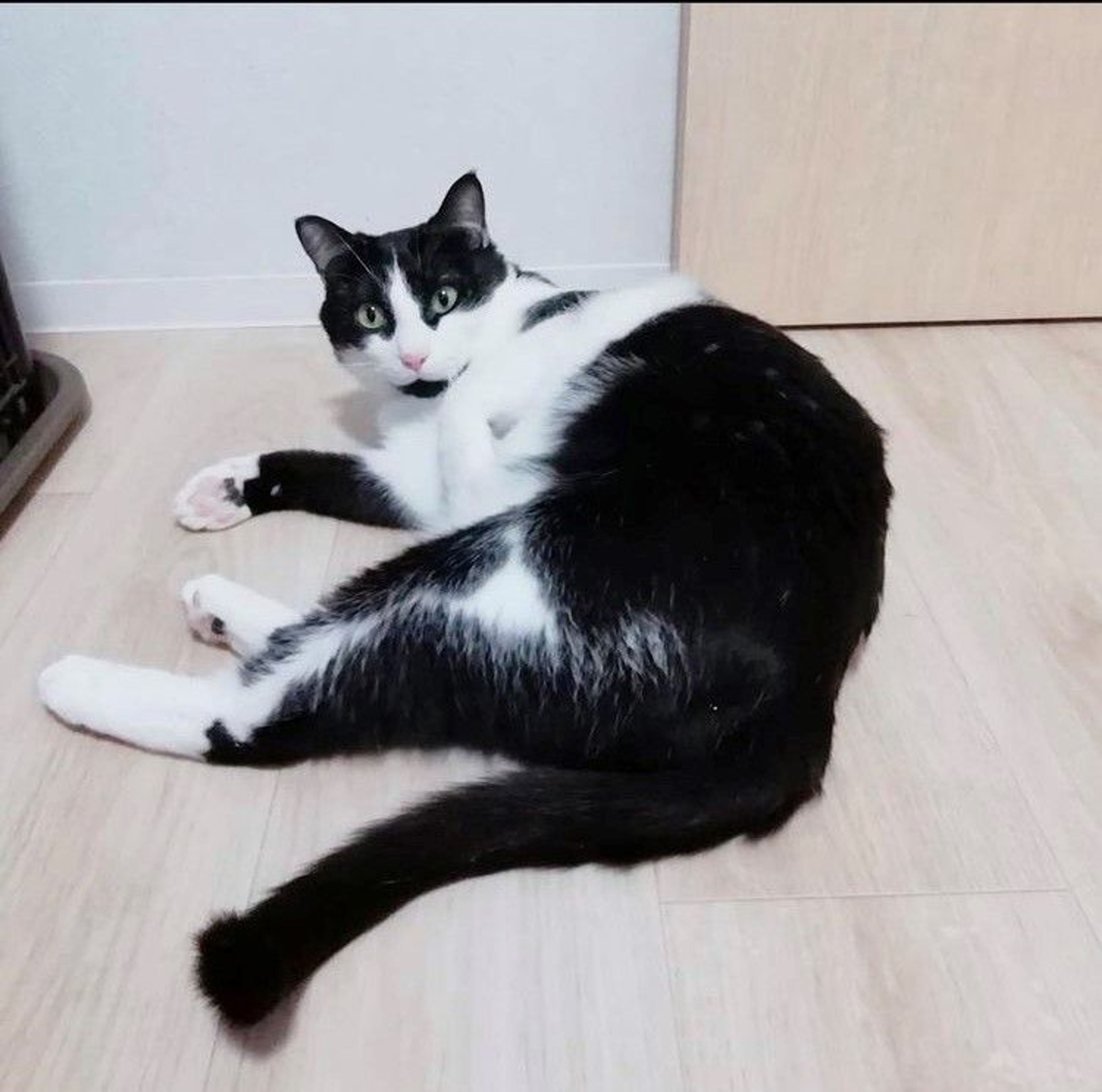 雑種（ミックス猫）・オスの里親募集の写真